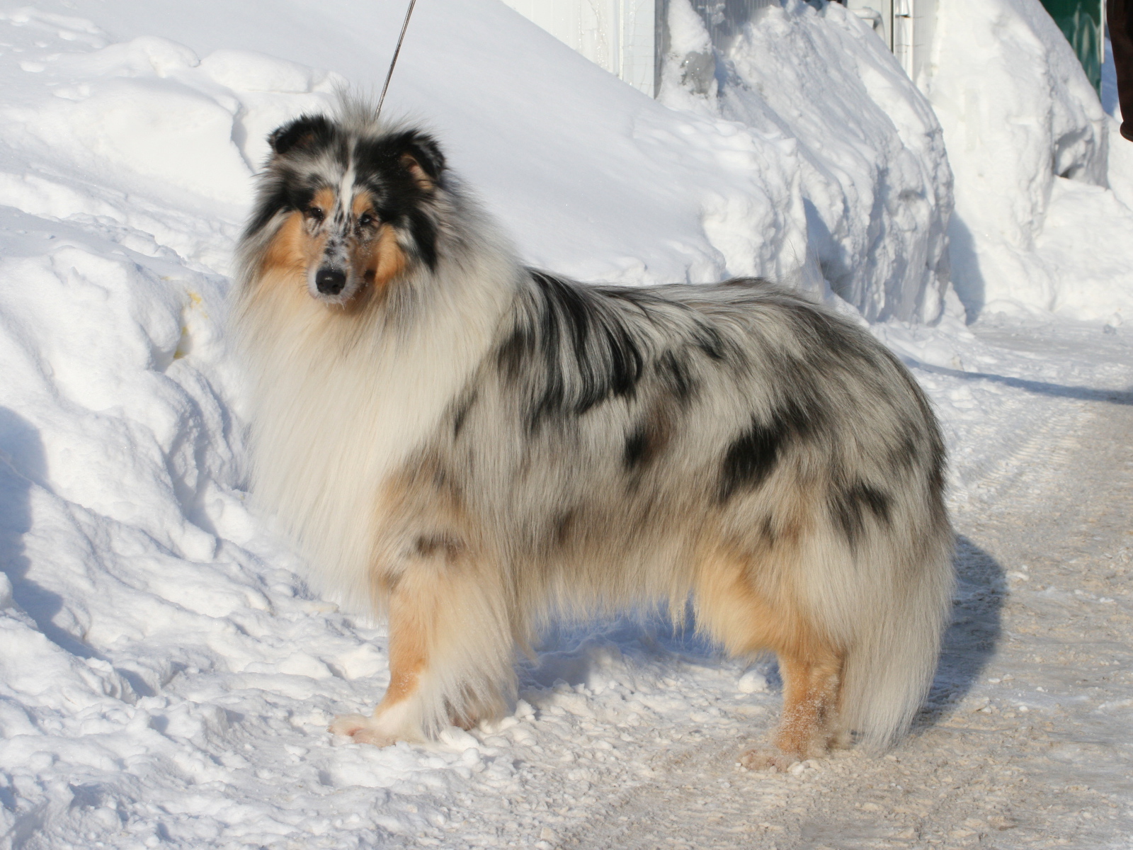 Колли у сугроба снега