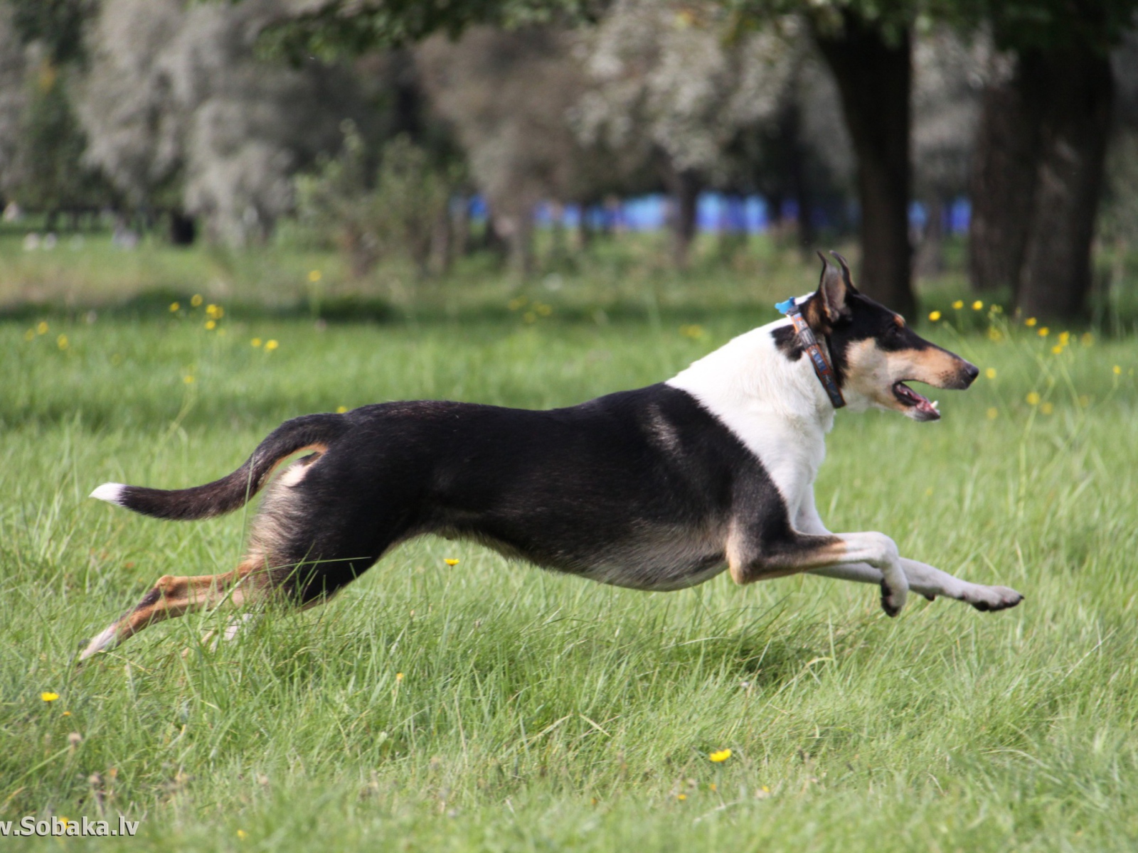 Колли бежит по парку