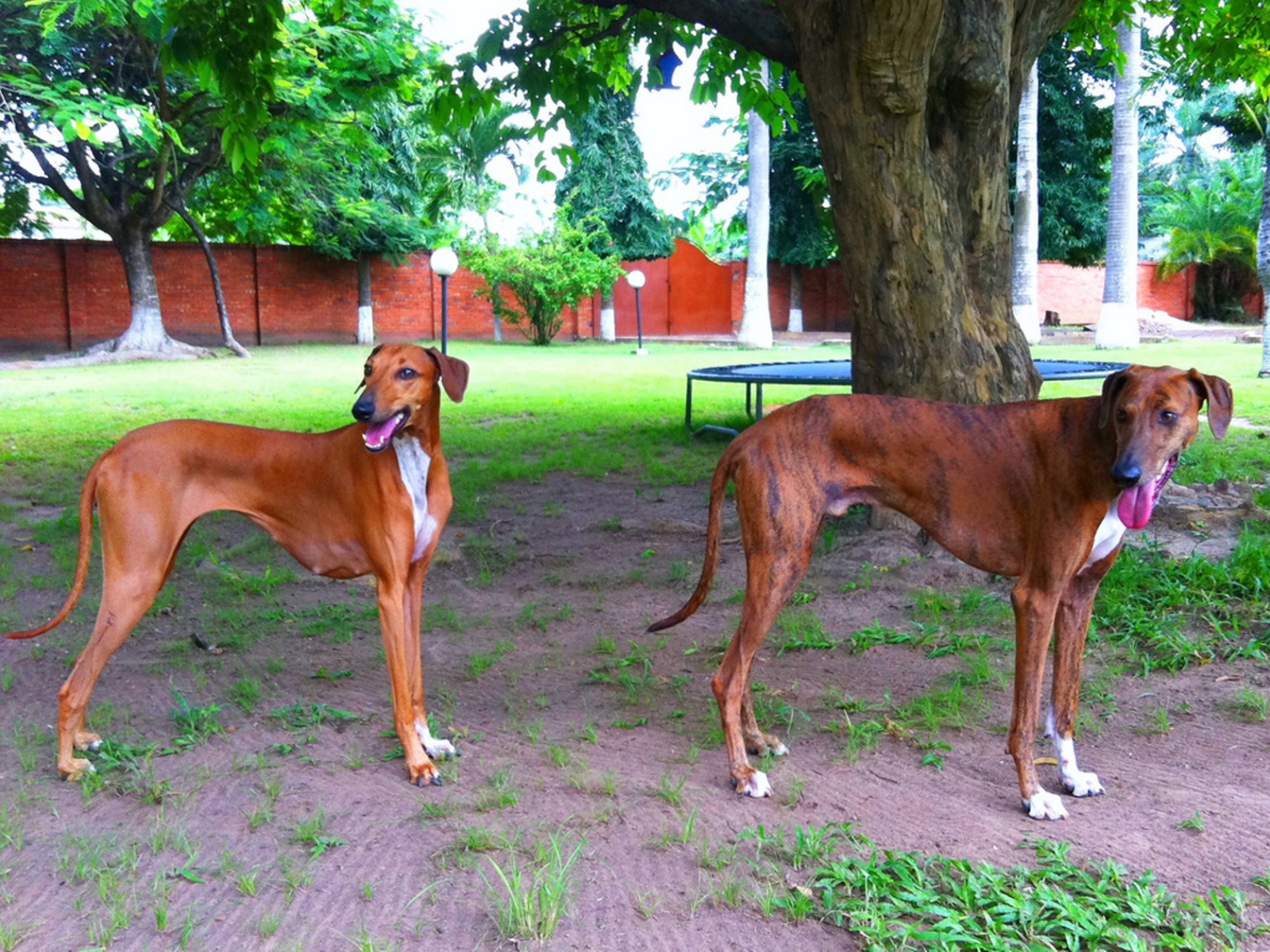 Пара собак азавак