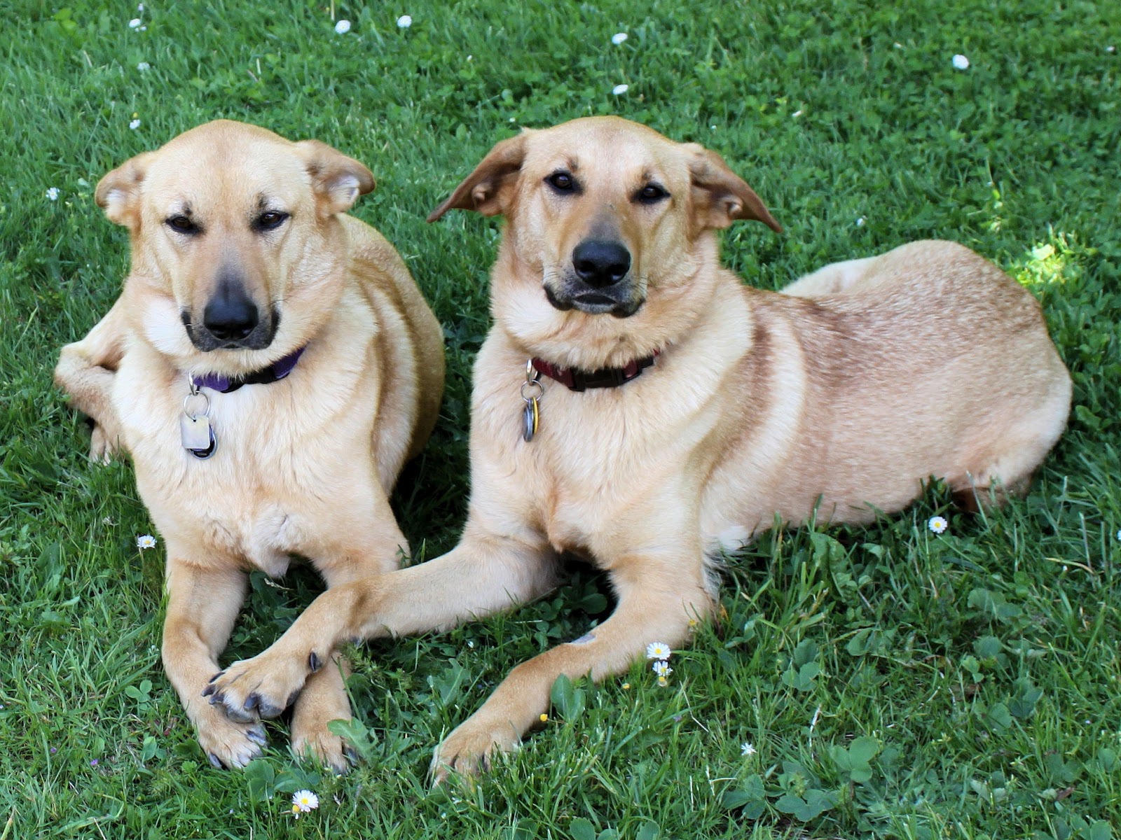Пара собак чинук