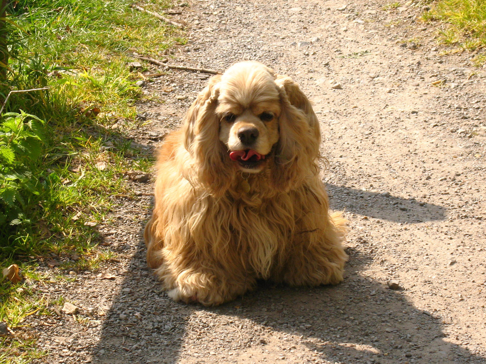 Милый американский кокер спаниель на дорожке