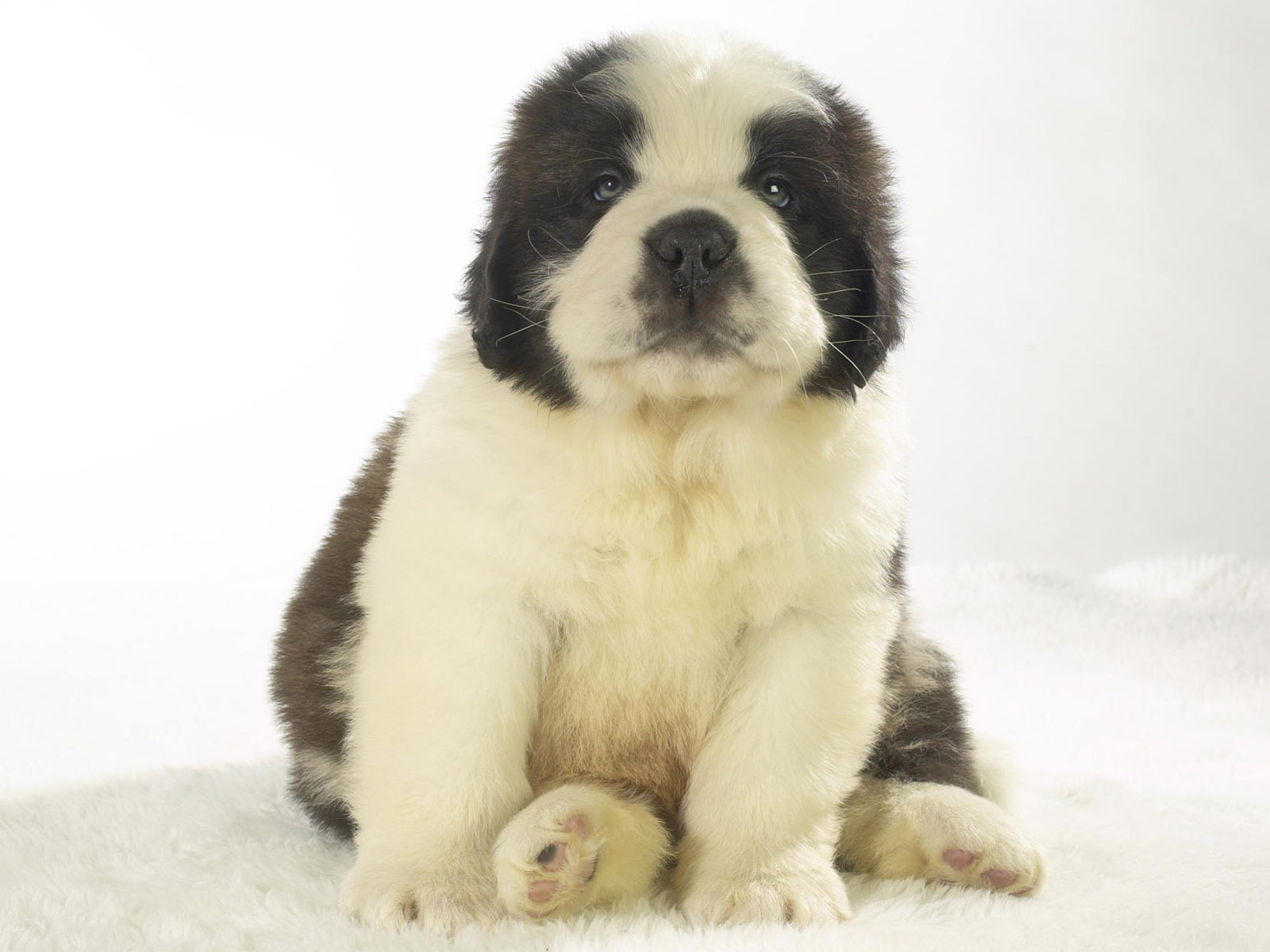 Милый щенок сенбернара