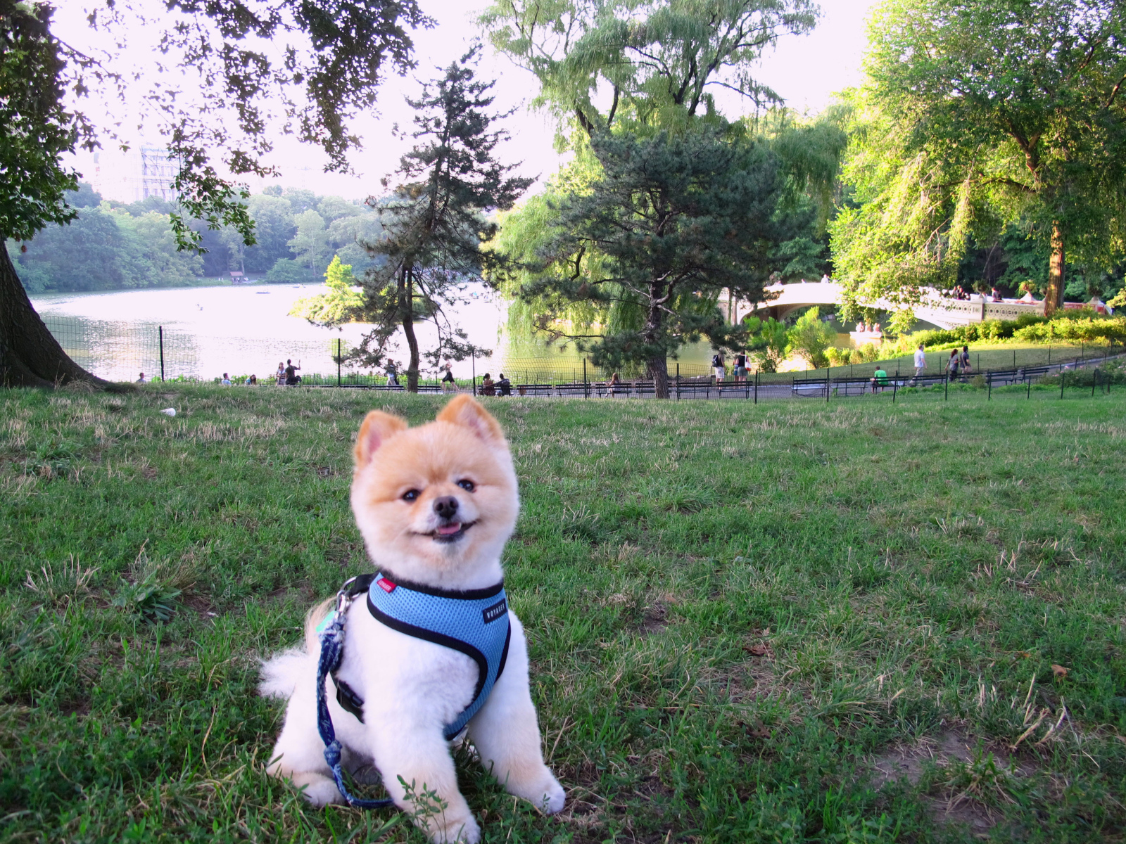 Милый шпиц у озера