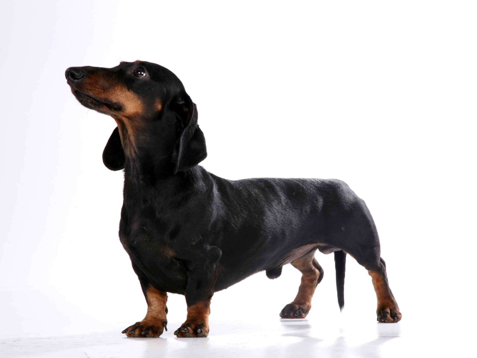 Милая собака такса