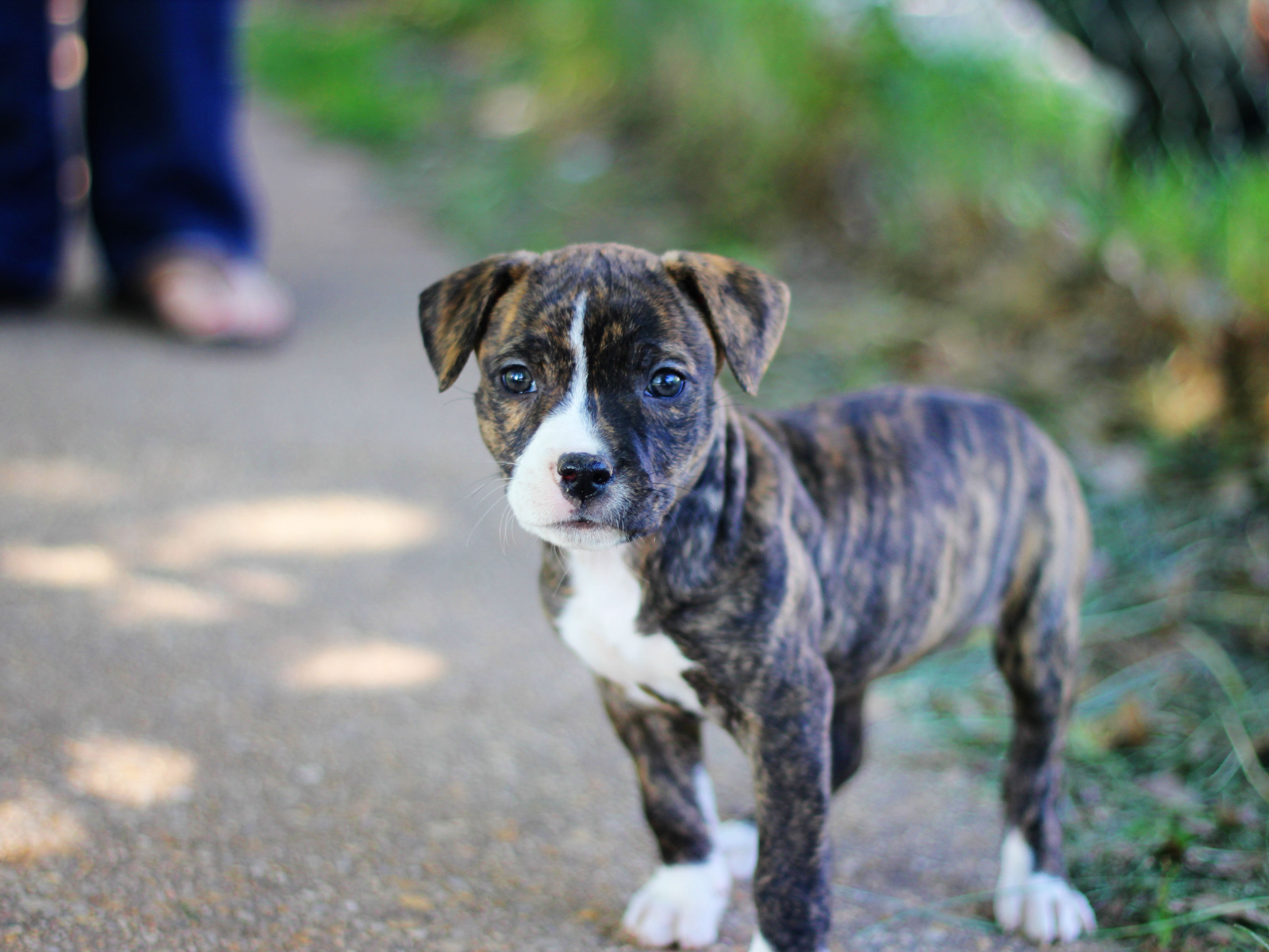 Милый щенок питбуля