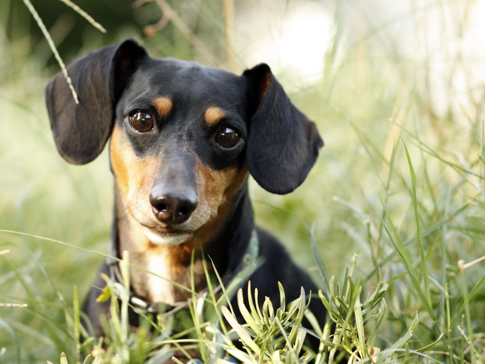 Милашка такса в траве