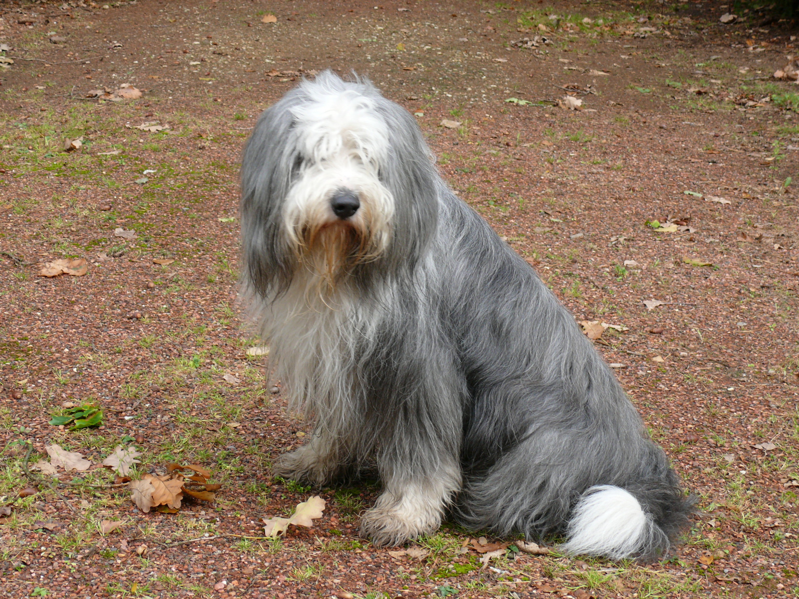 Темный окрас бобтейла