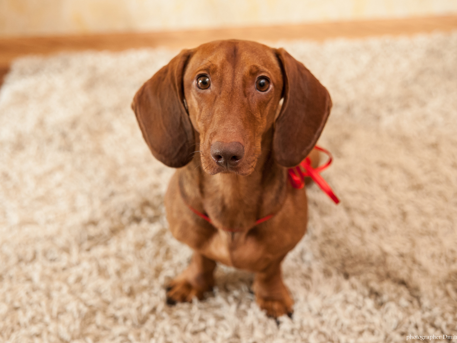 Провинившаяся такса на ковре