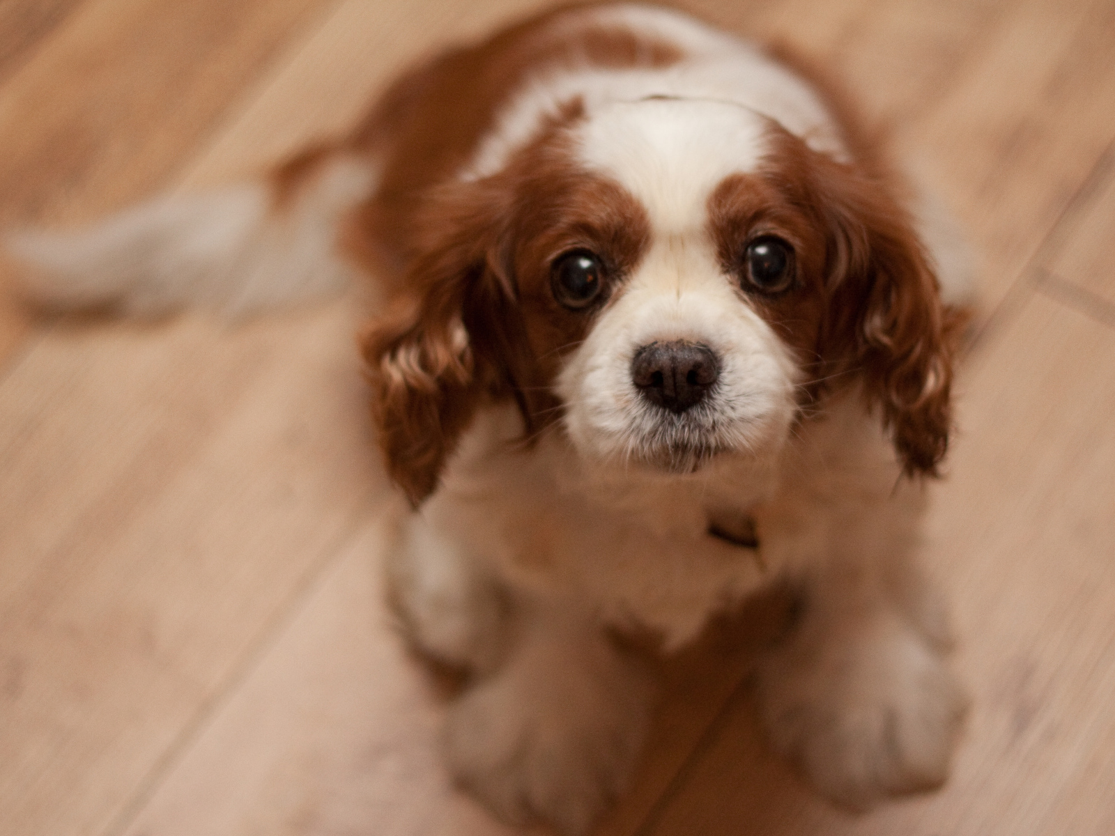 Преданный взгляд кавалер кинг чарльз спаниеля