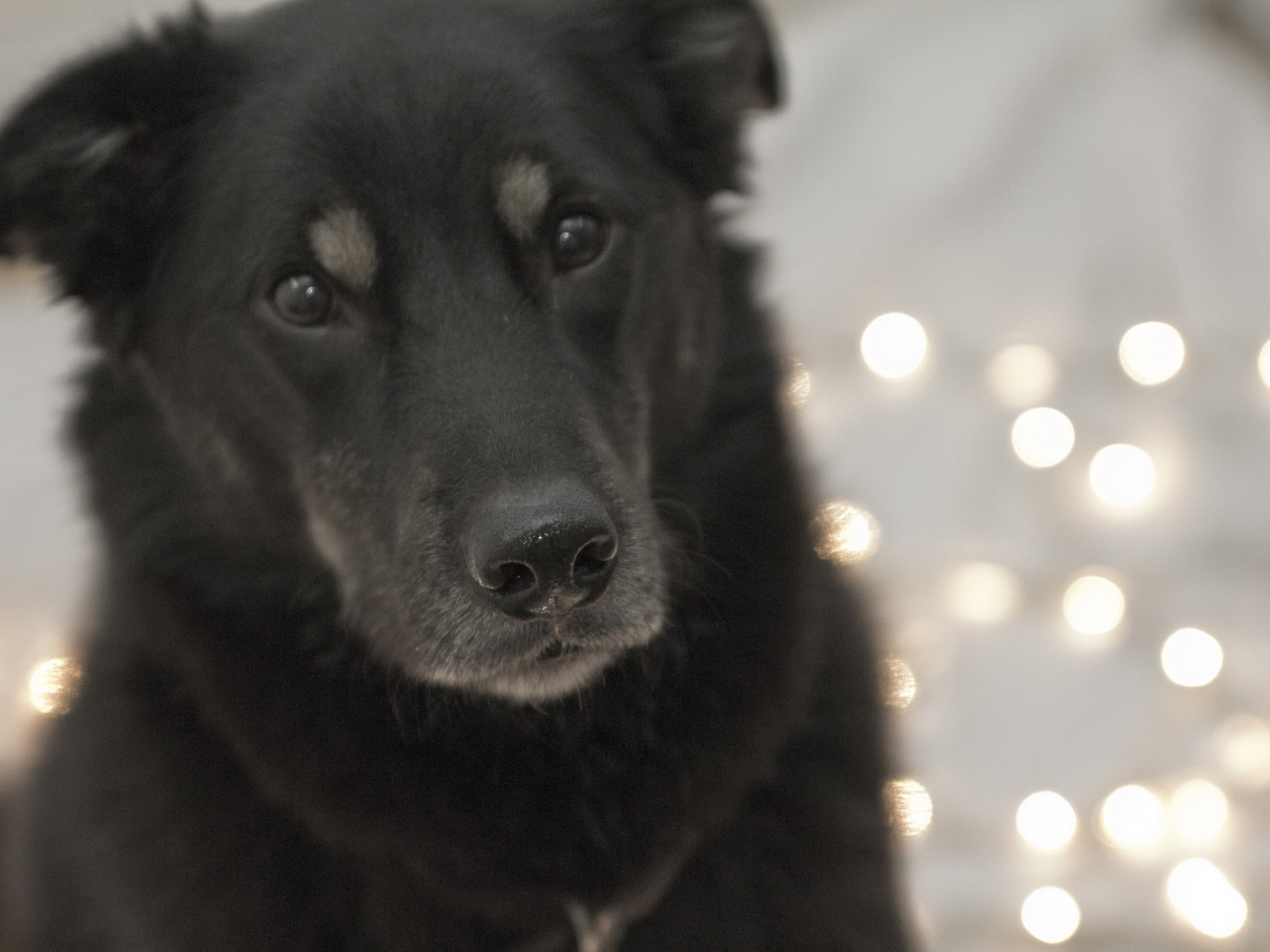 Преданный взгляд собаки чинук