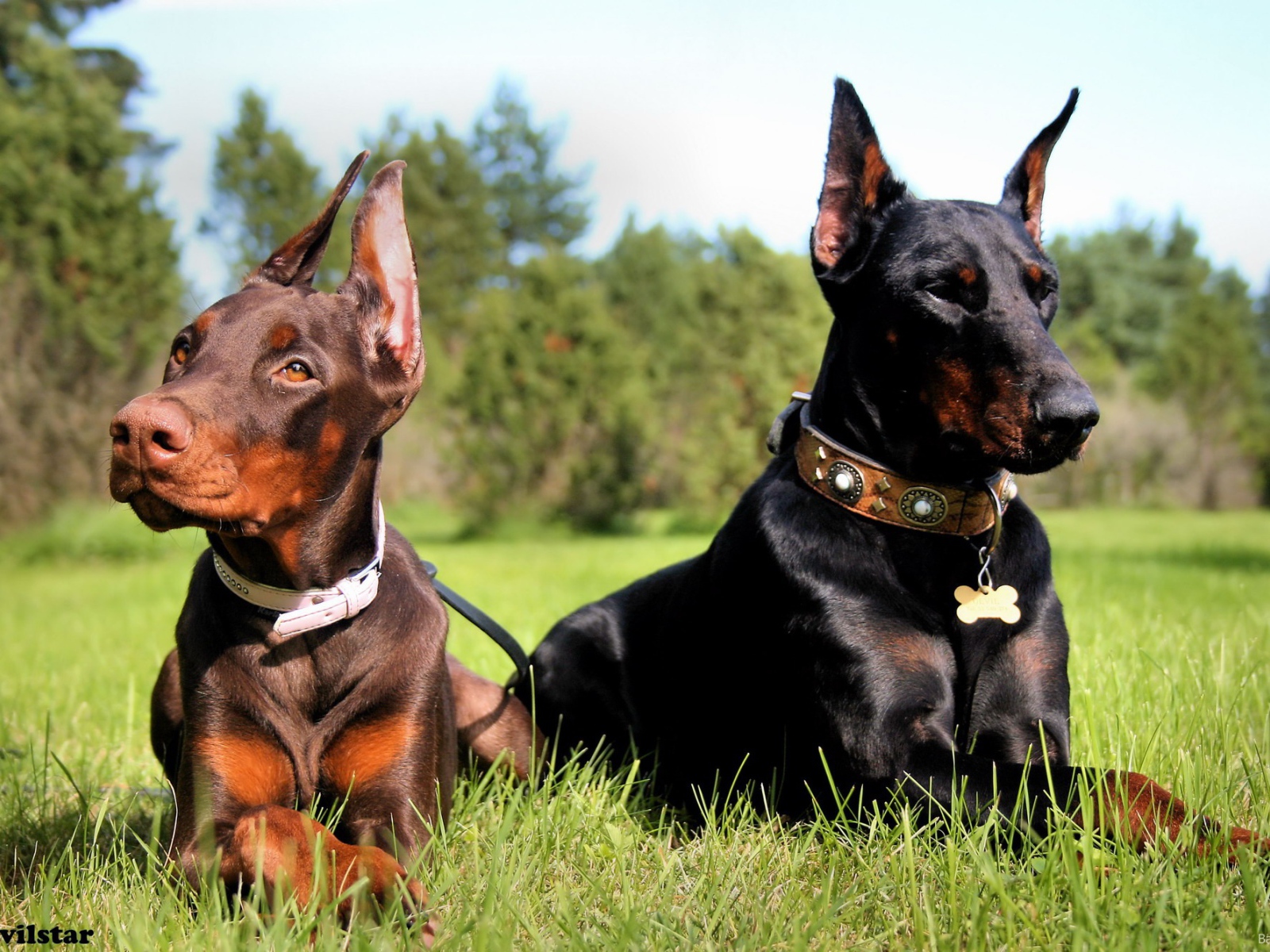 Пара доберманов на прогулке