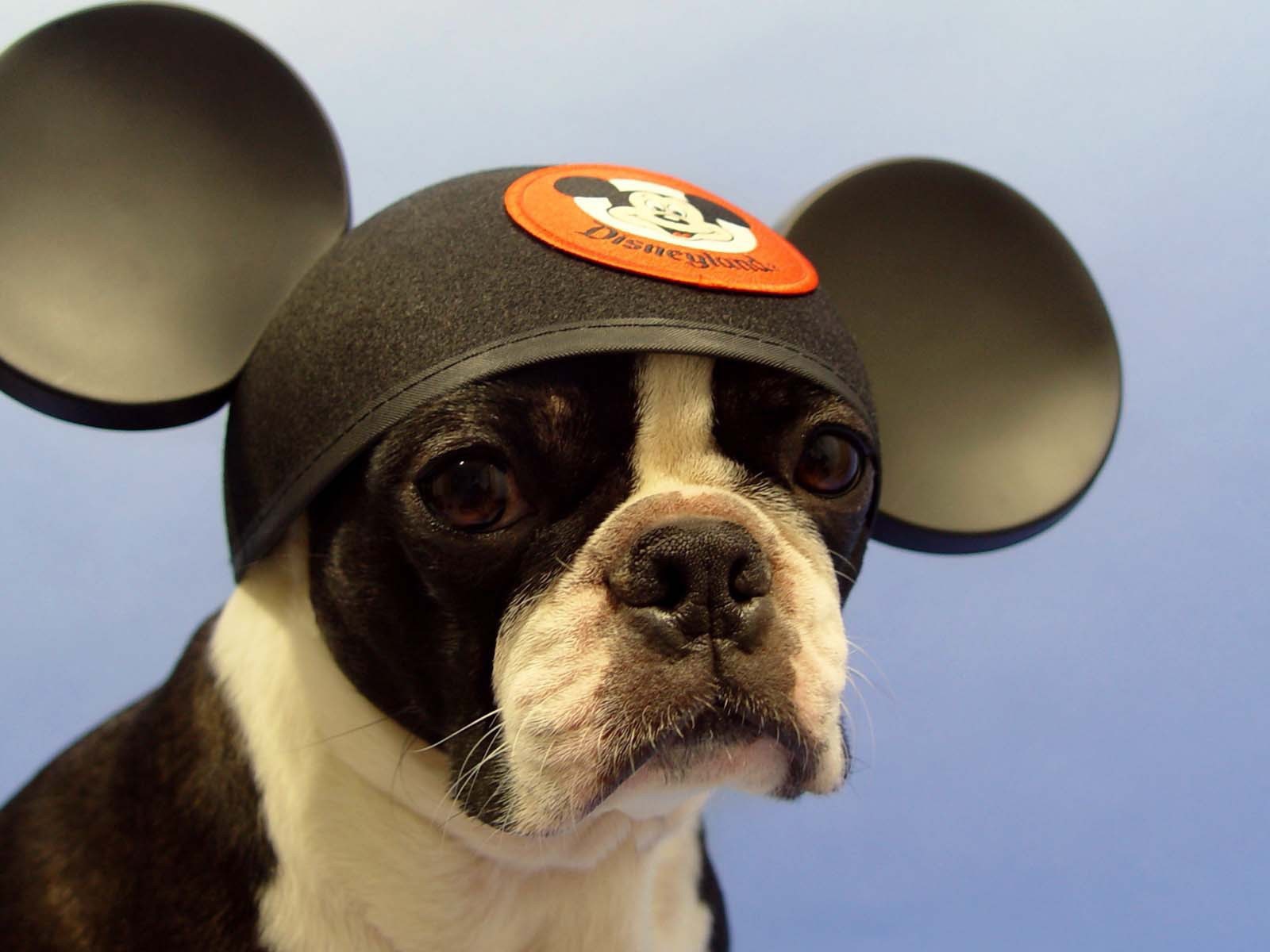 Собака Микки Маус