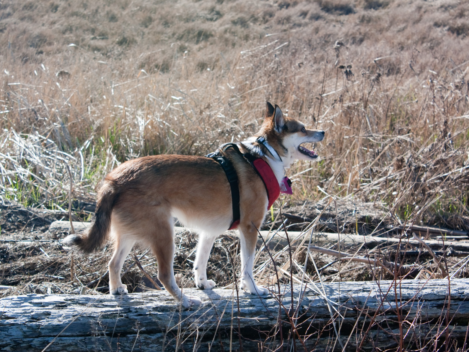 Собака норвежский лундехунд