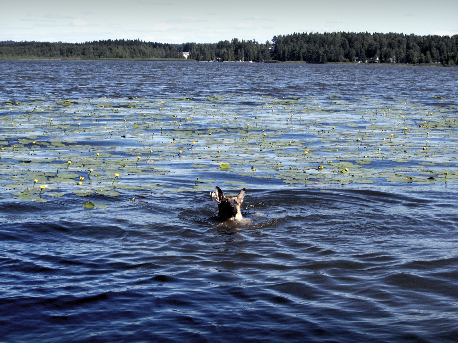 Собака плывет по озеру