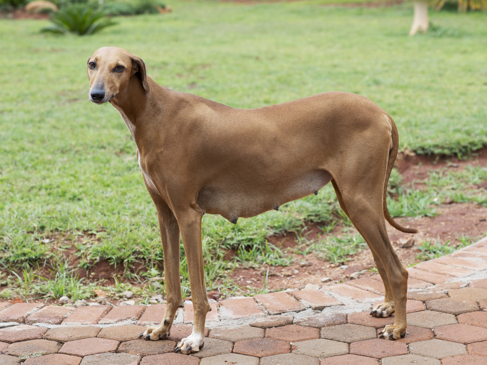 Собака девочка азавак