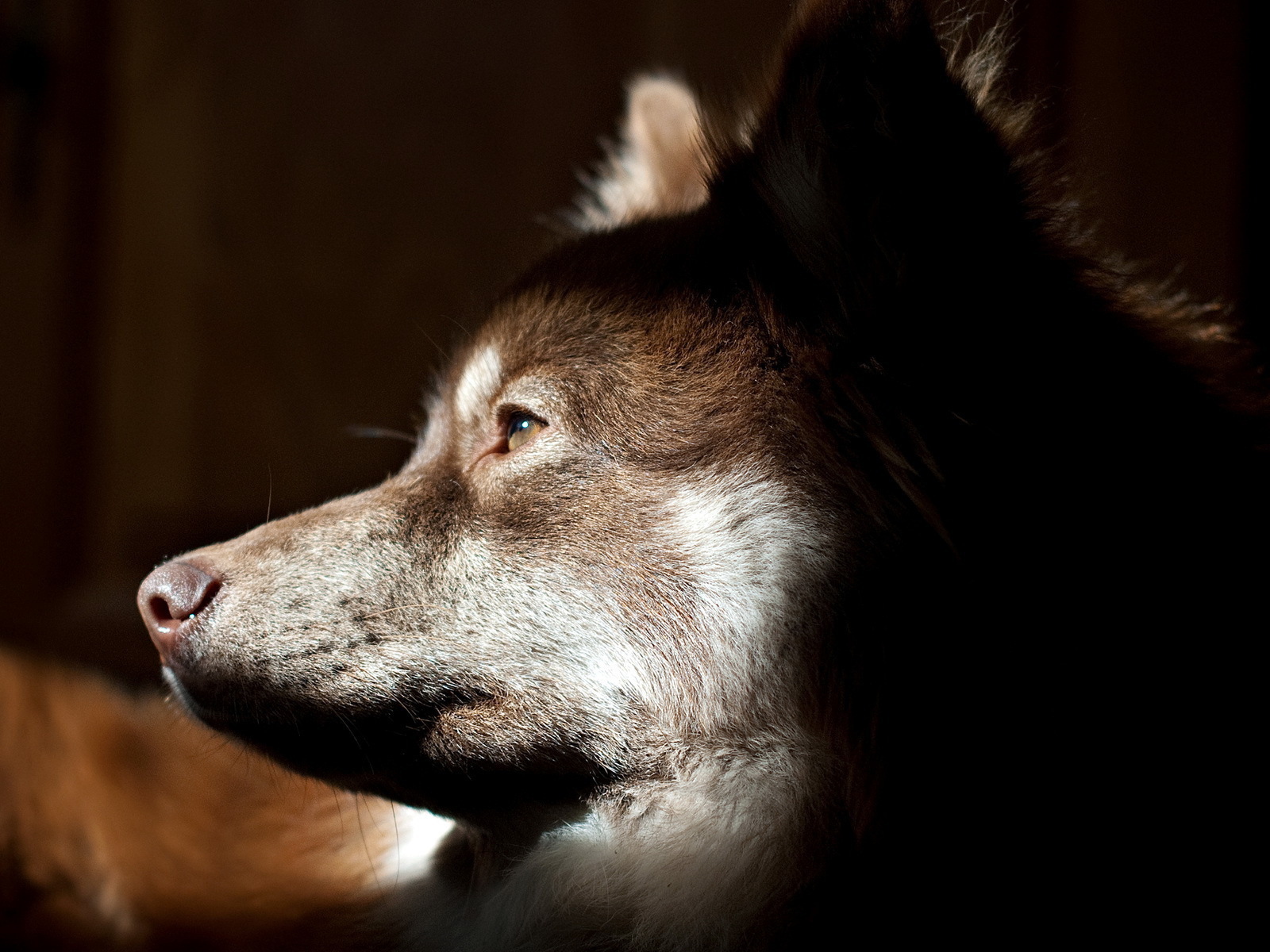 Собачья морда