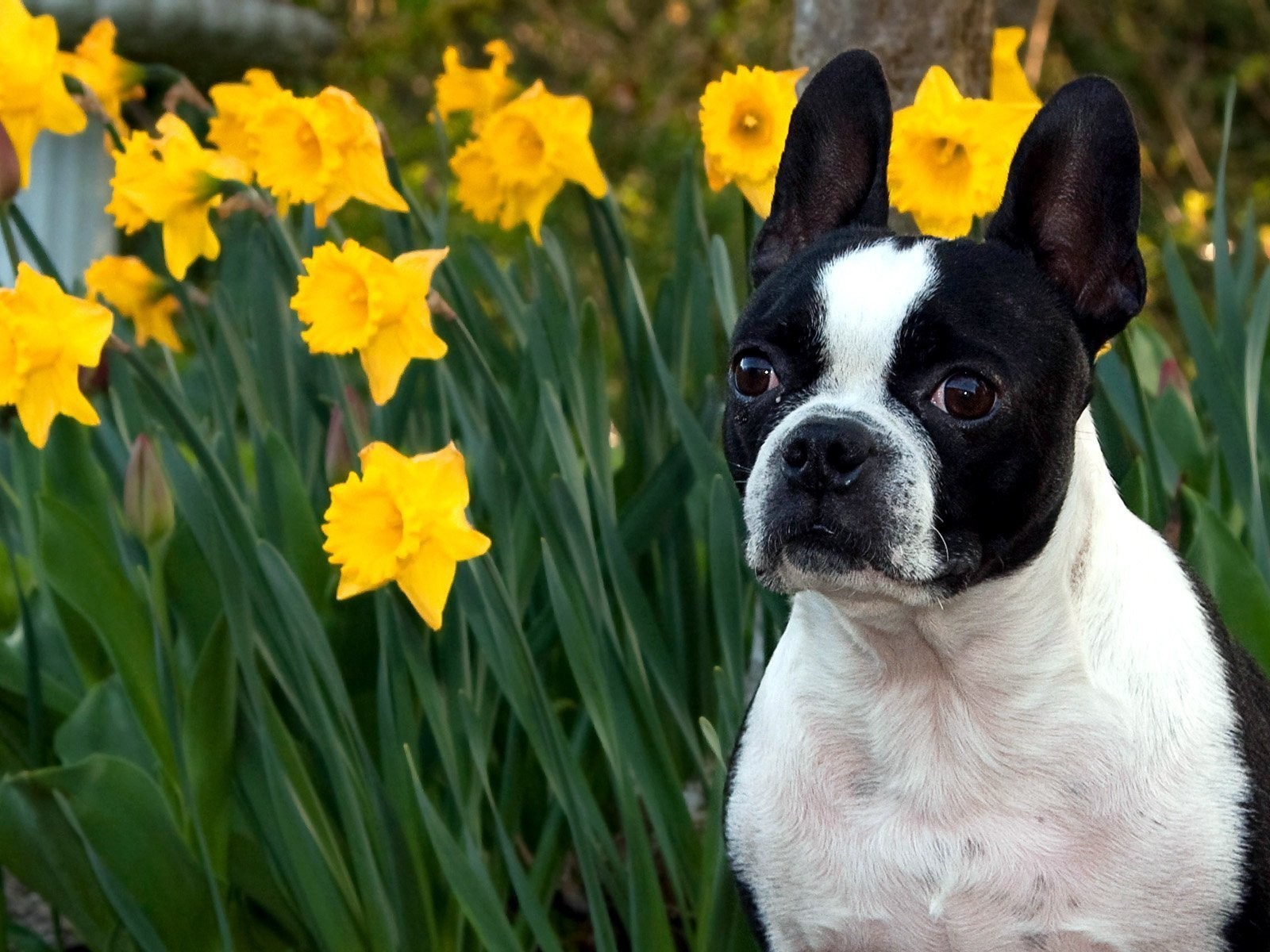 Собака у желтых цветков