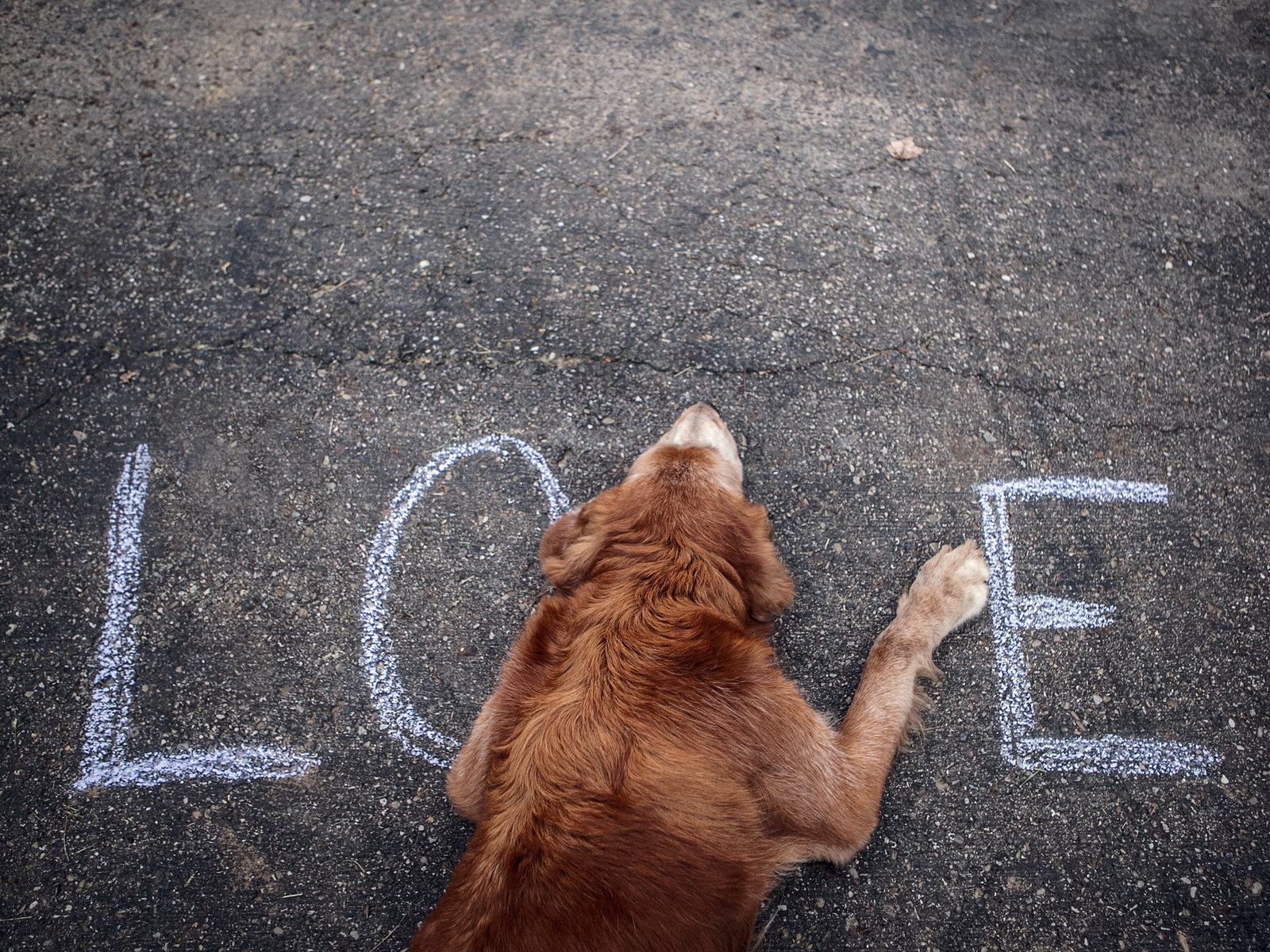 Собака на асфальте