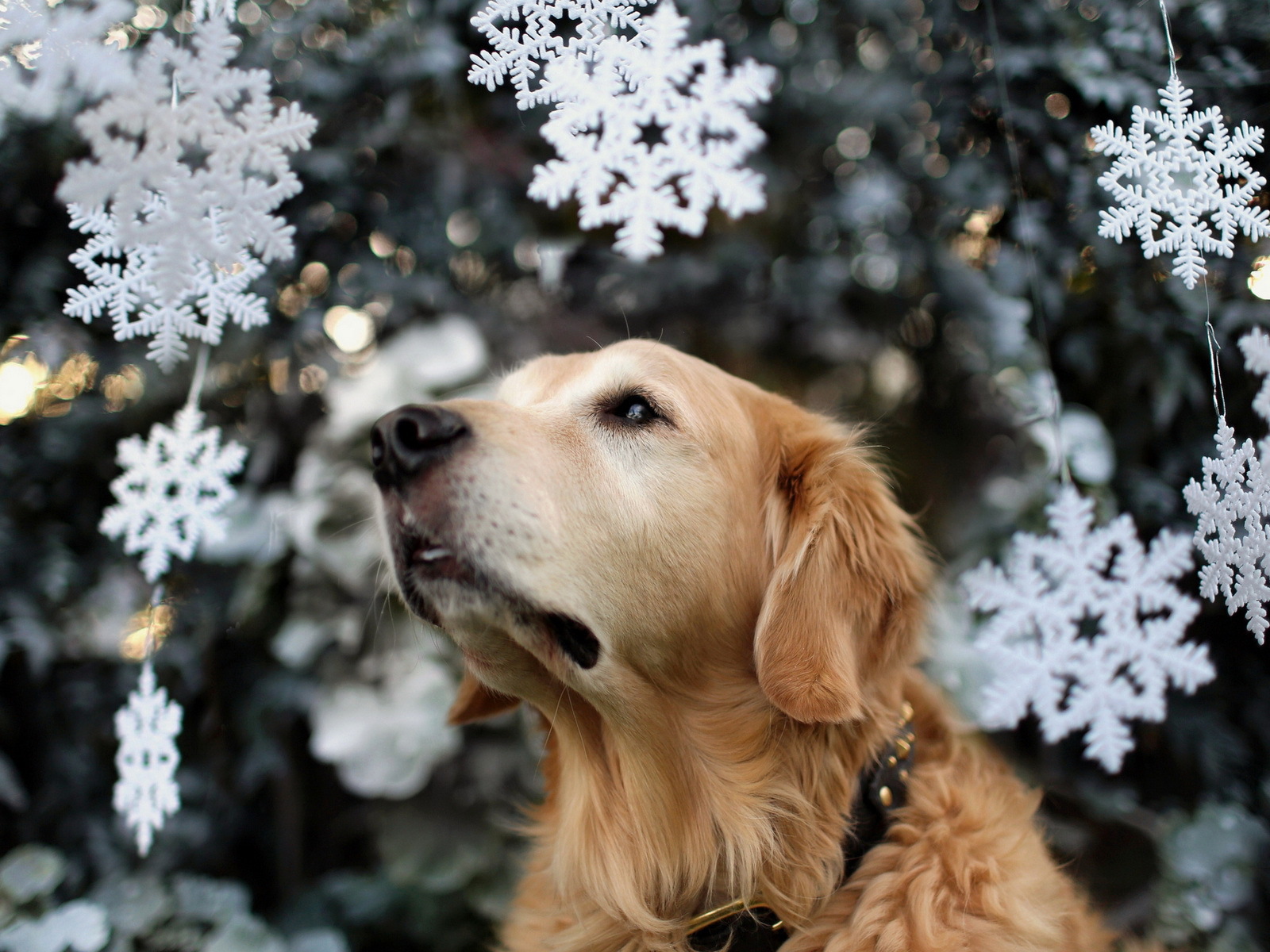 Собака на празднике