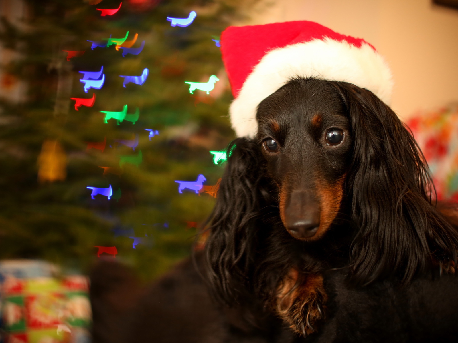 Собака на празднике