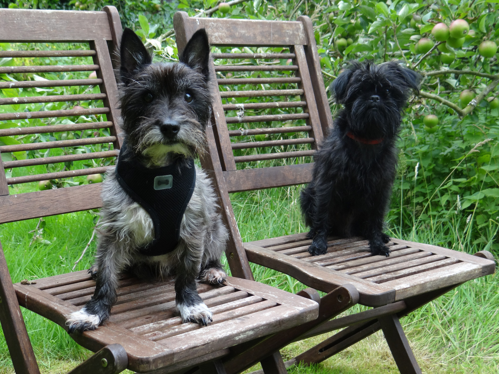 Собаки аффенпинчер на стульях