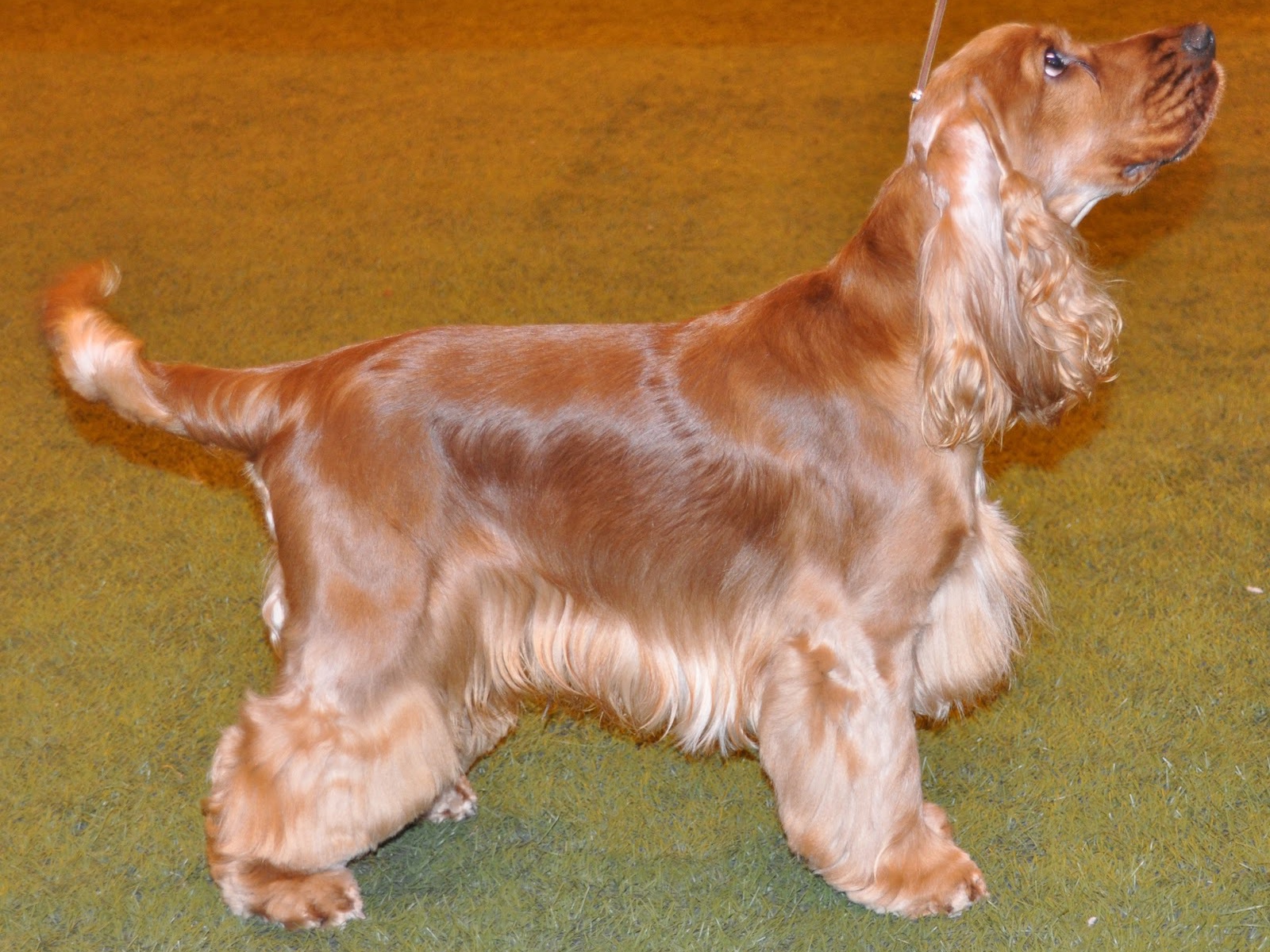 Английский кокер спаниель смотрит на хозяина