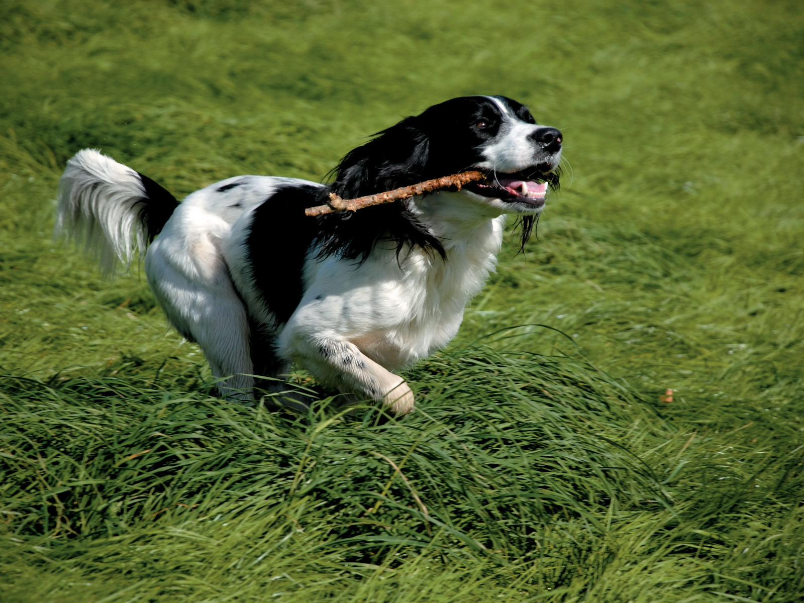 Английский спрингер спаниель с палкой