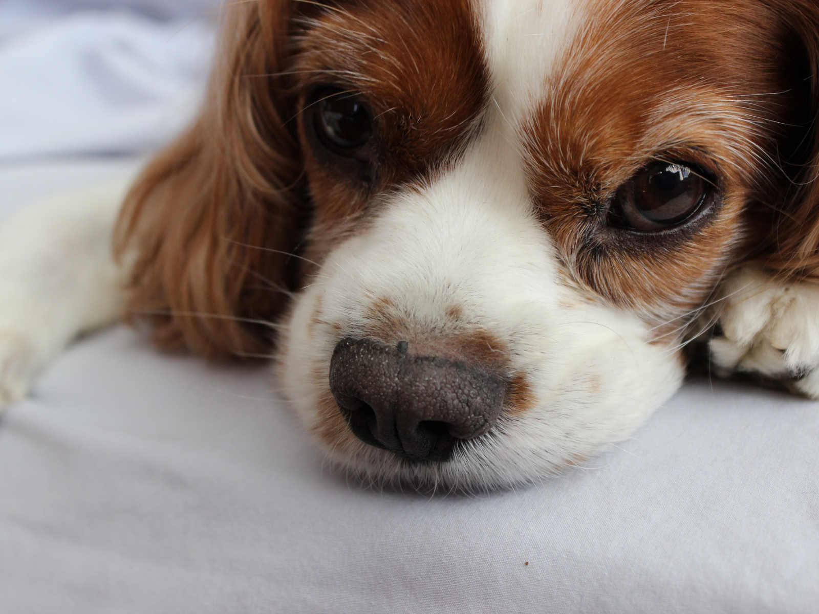 Глаза кавалер кинг чарльз спаниеля