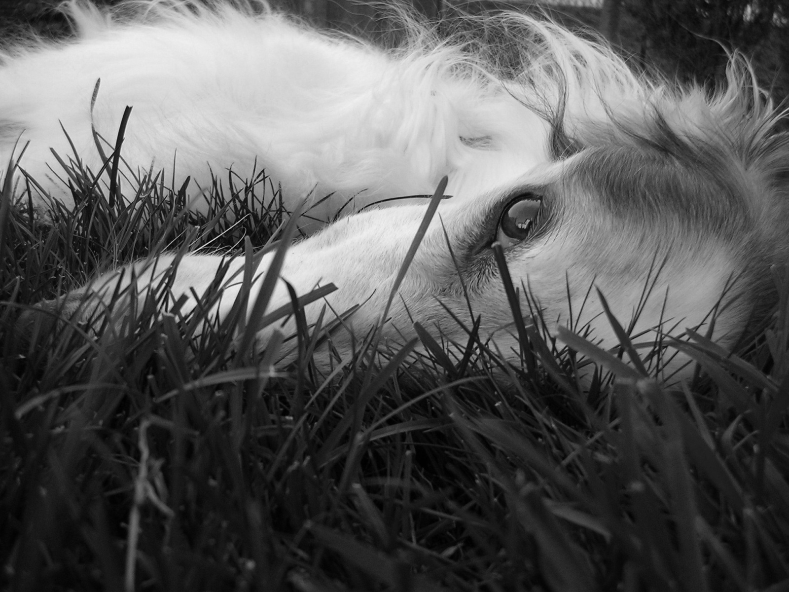 Глаза борзой собаки