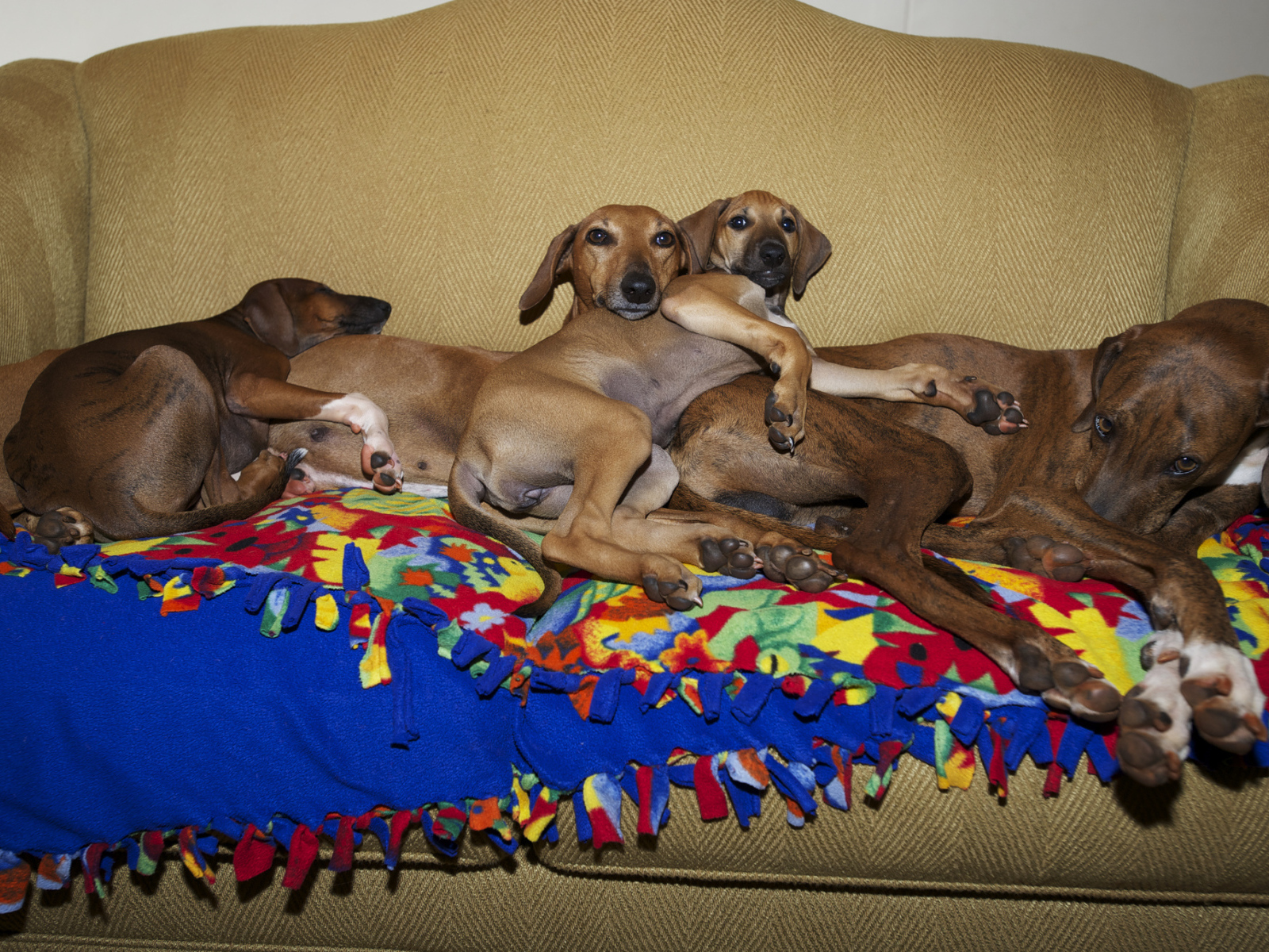 Семейство собак азавак