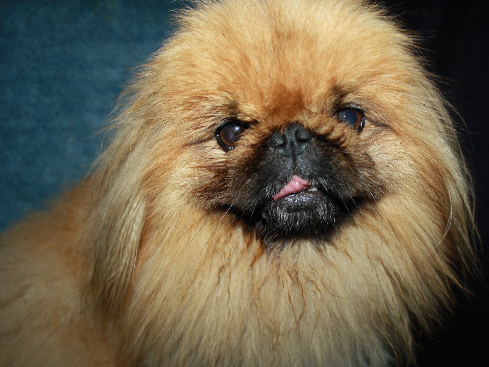 Пушистый коричневый пекинес