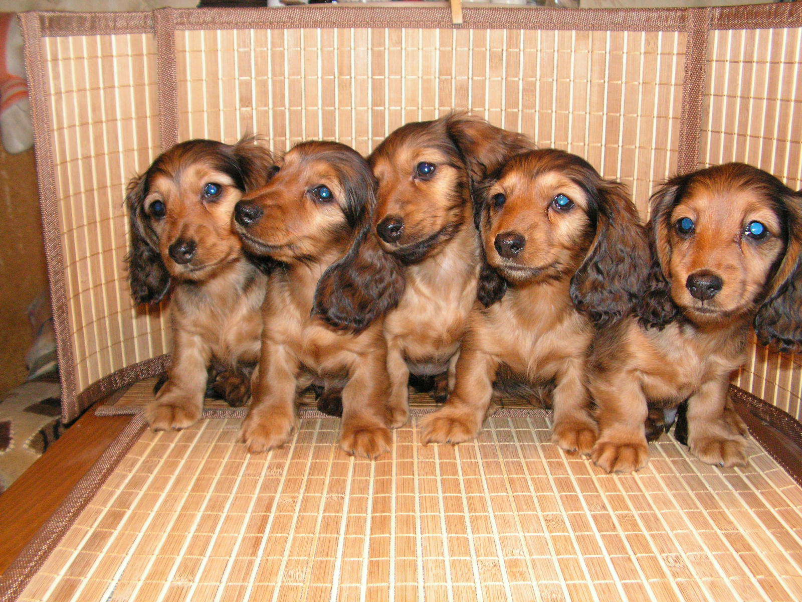 Пушистые щенки таксы