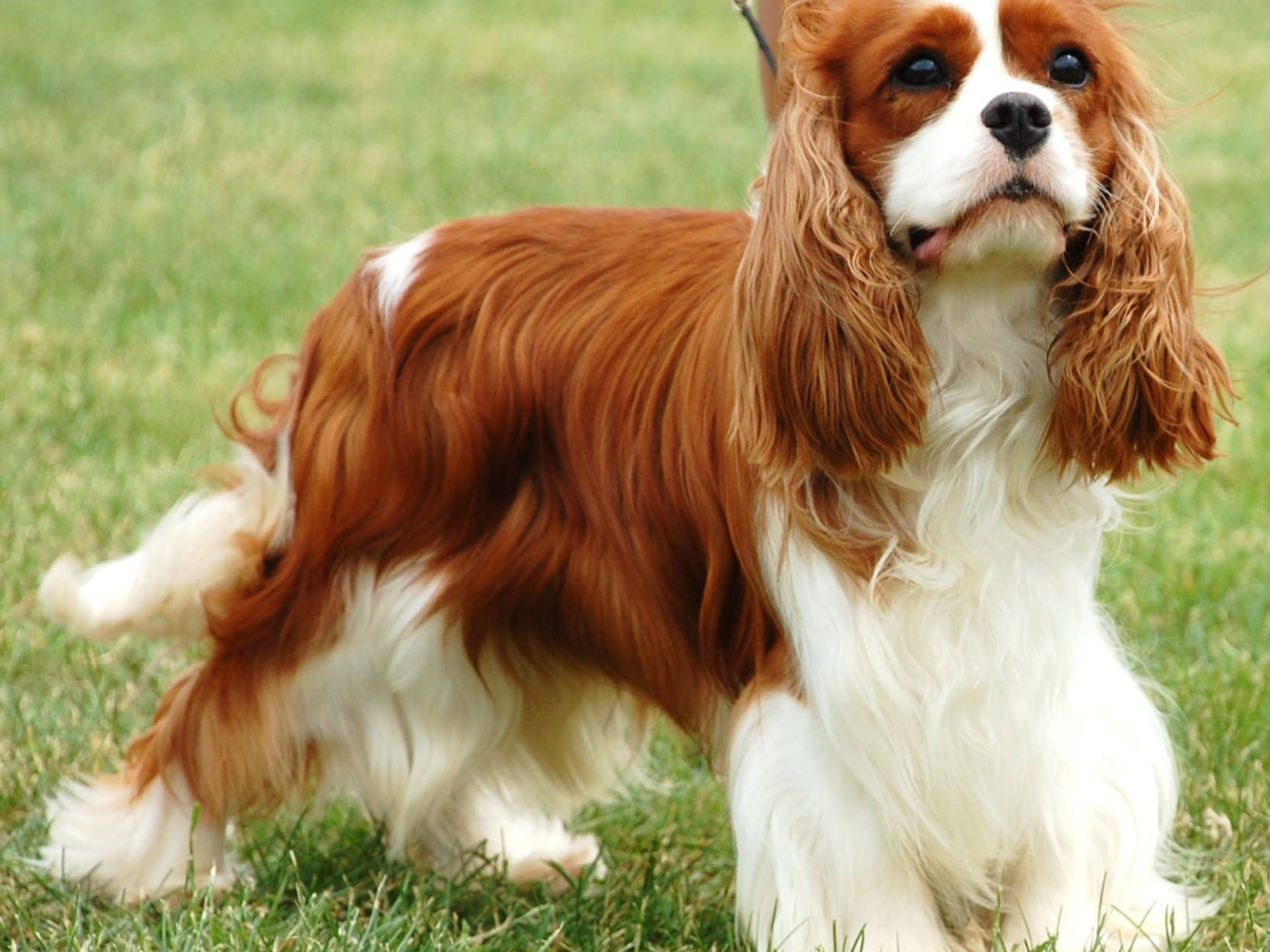 Пушистый спаниель на пирогулке