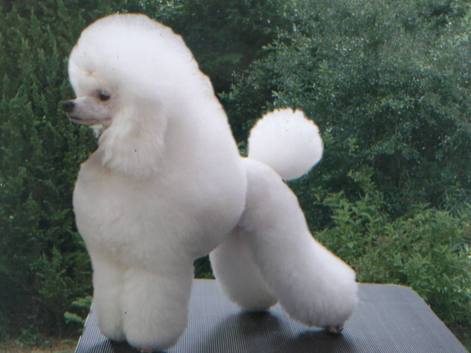 Белый пушистый пудель