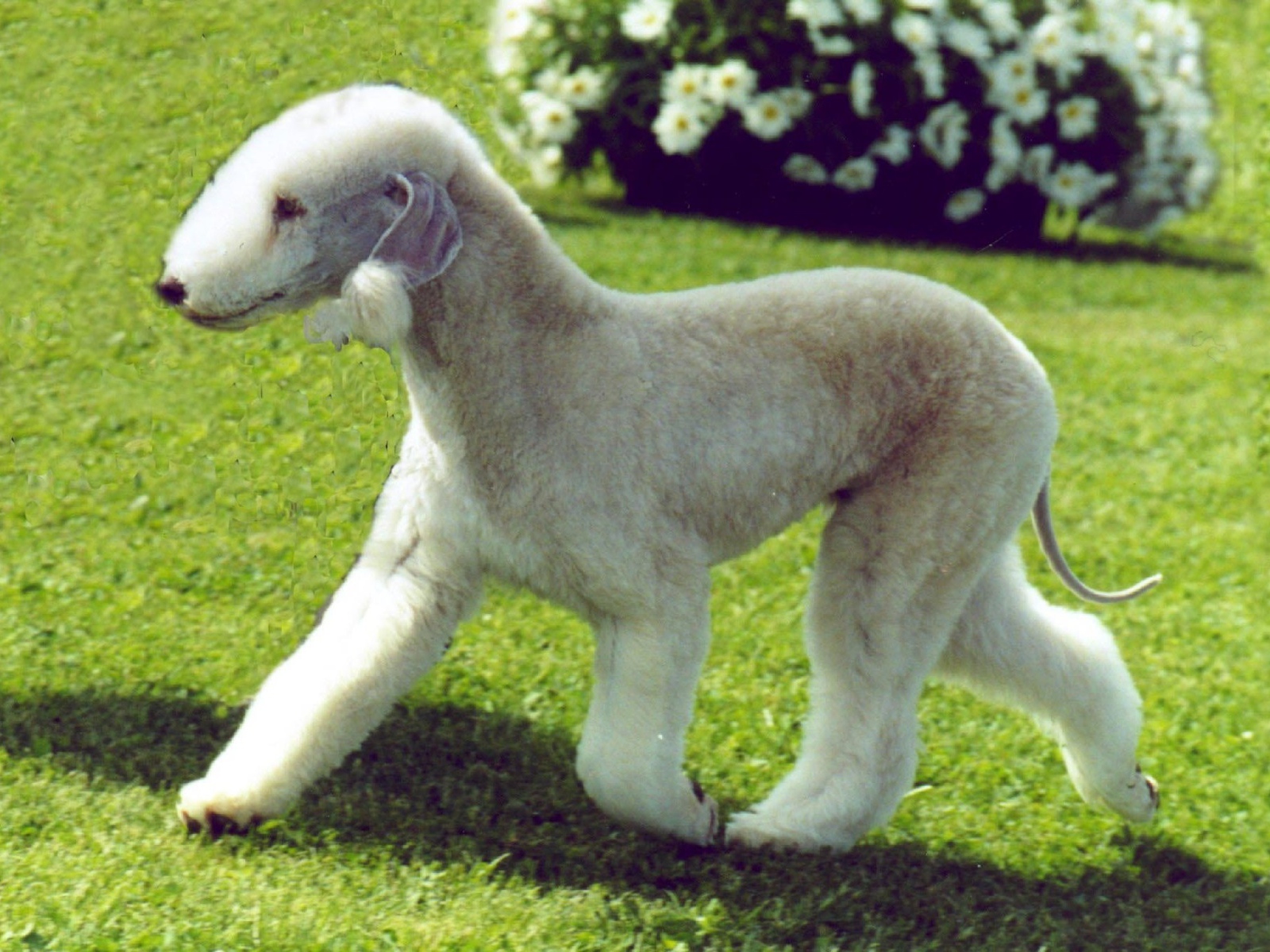 Забавный пес бедлингтон терьер