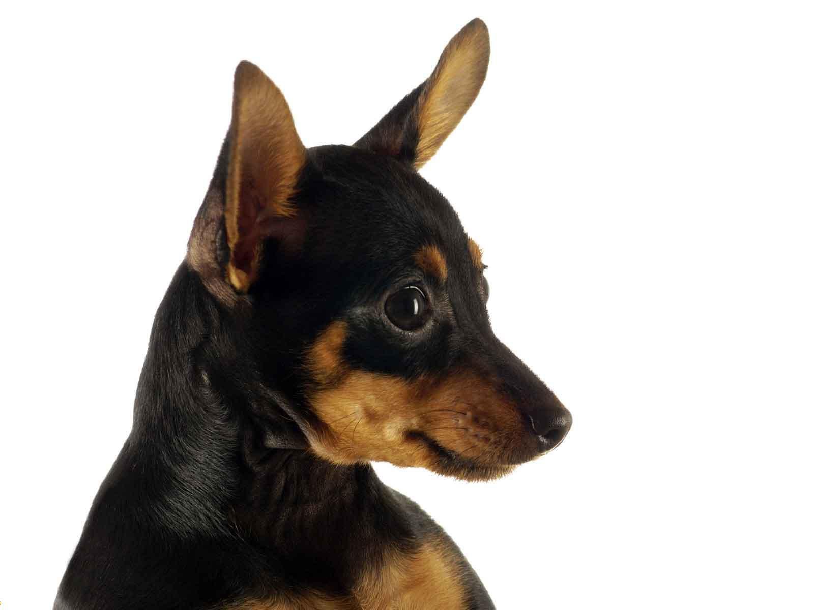 Забавная собака чихуахуа