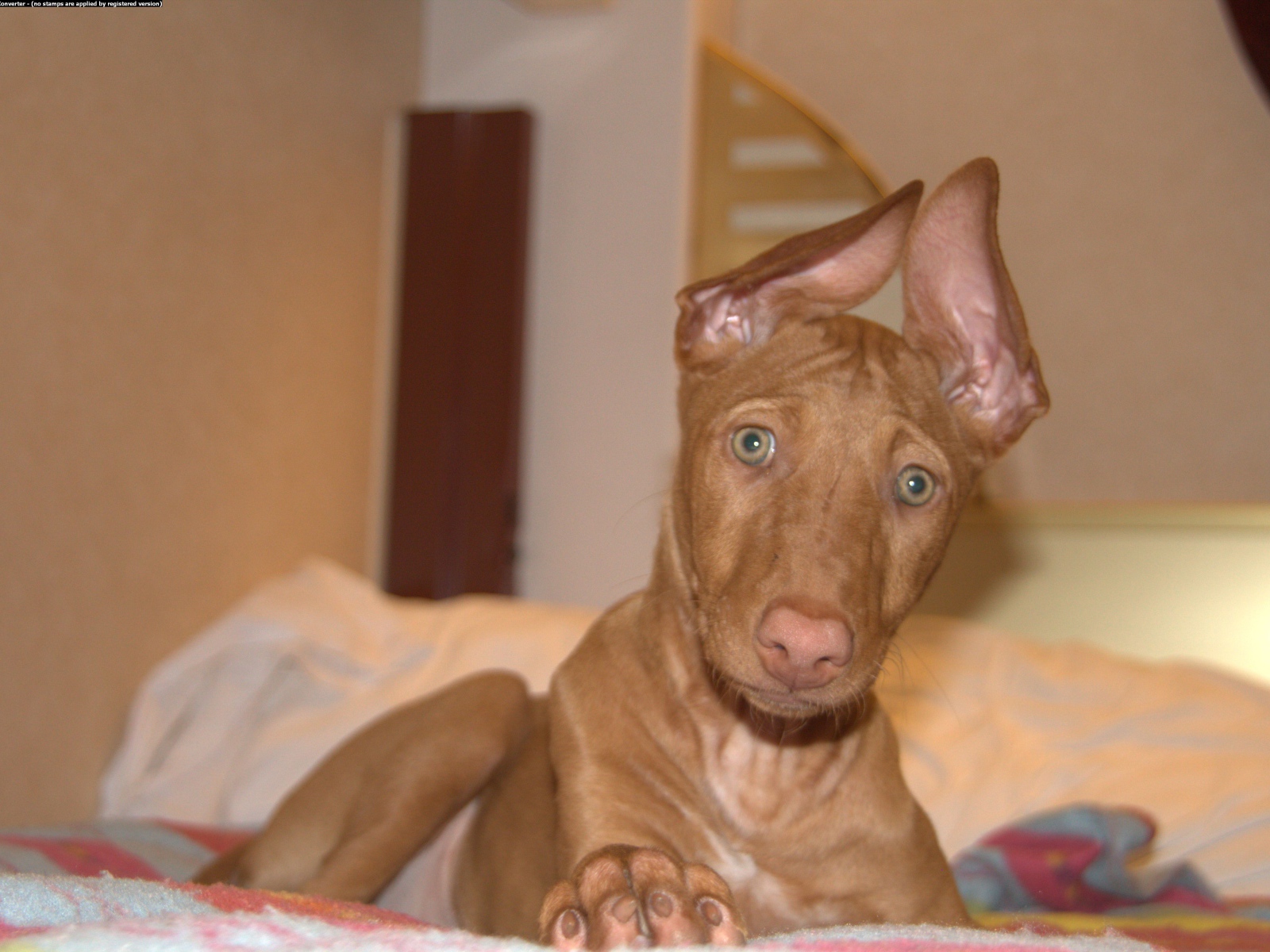 Забавные уши у фараоновой собаки