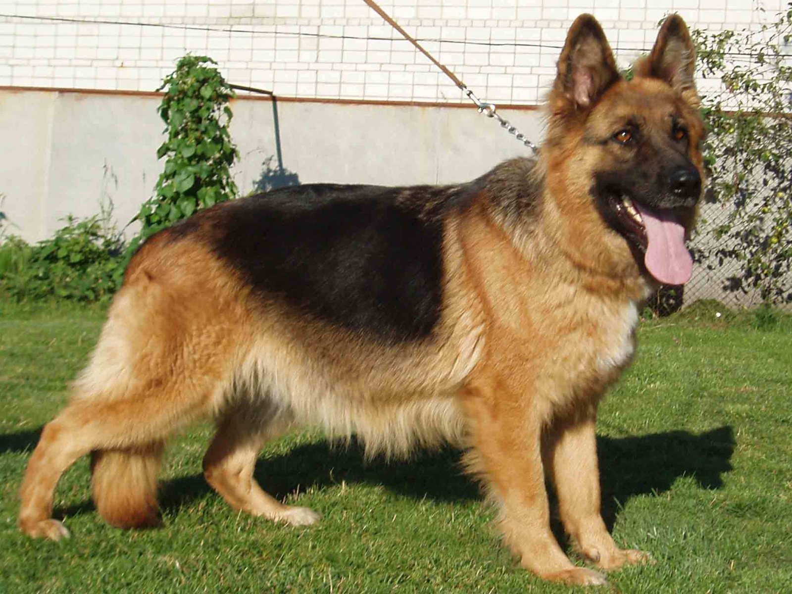 Немецкая овчарка на поводке