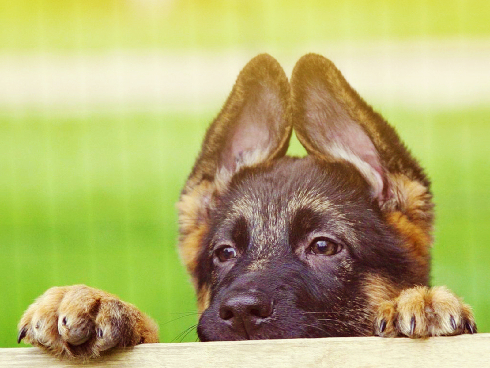 Щенок немецкой овчарки выглядывает