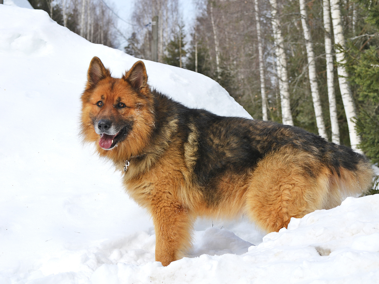 Немецкая овчарка стоит в сугробе