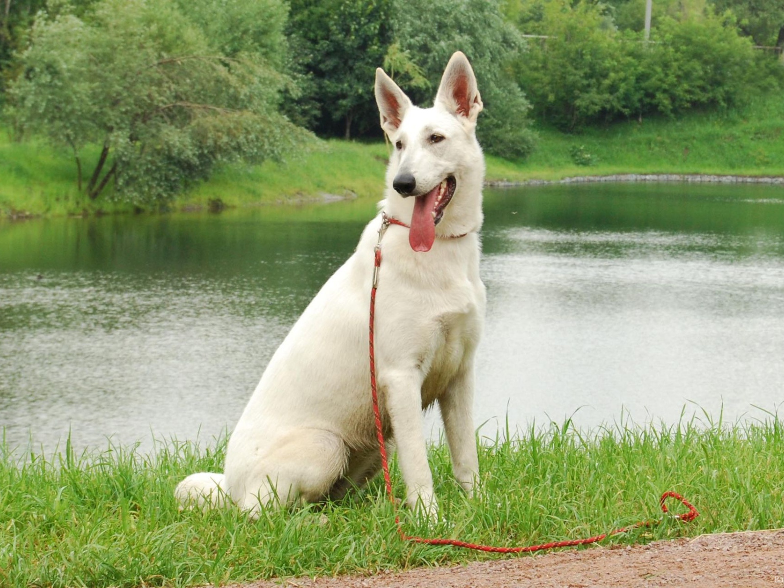 Немецкая овчарка белого цвета