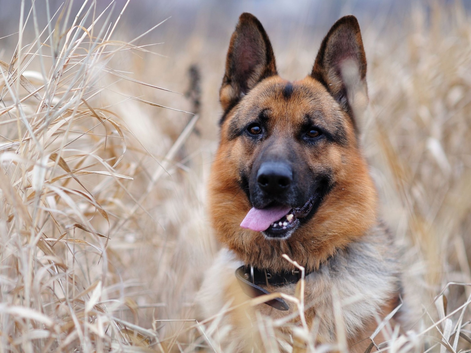 German shepherd dog in the bush