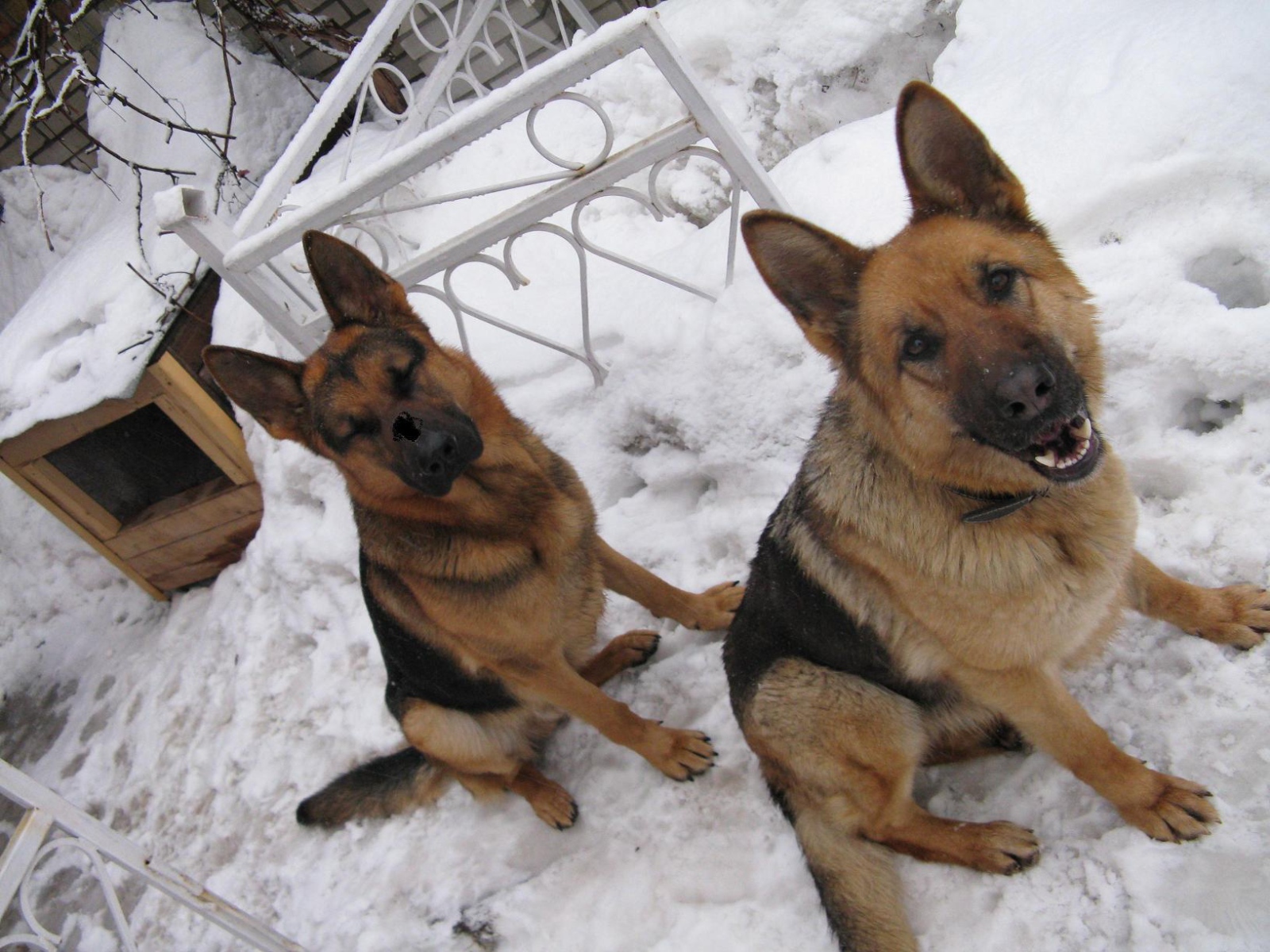 Хорошие охранники немецкие овчарки