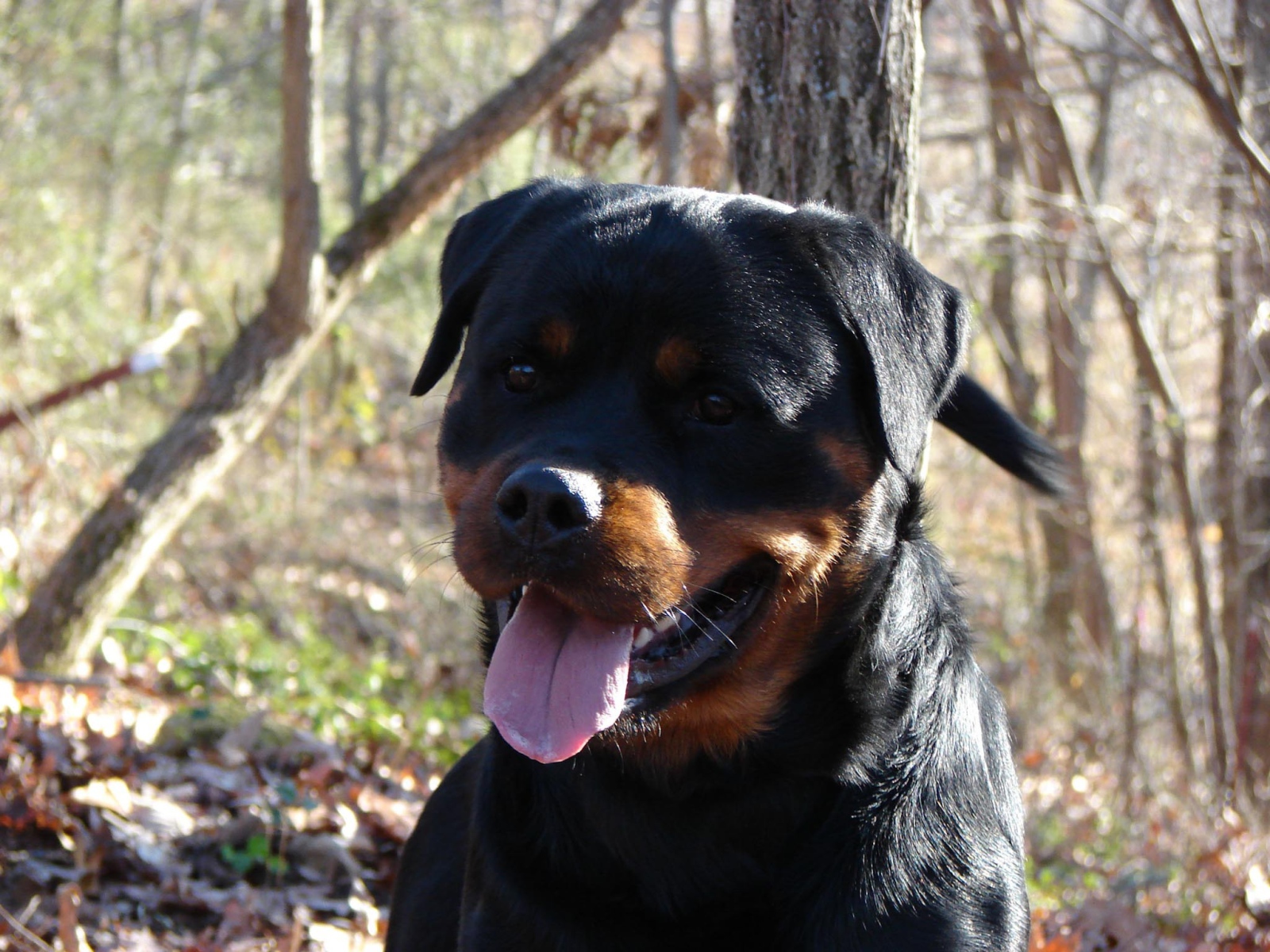 Добрый взгляд ротвейлера