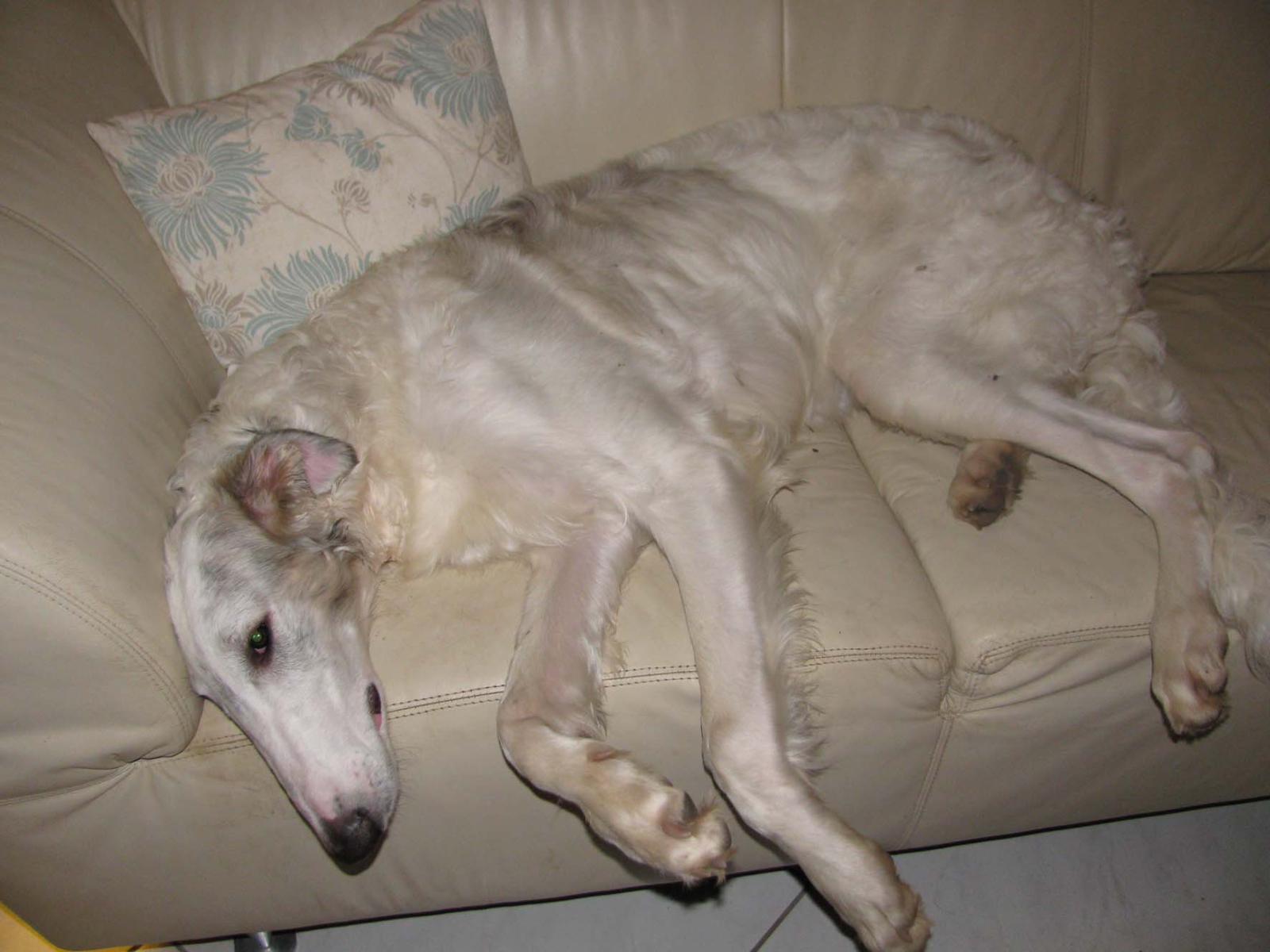 Борзая собака лежит на диване
