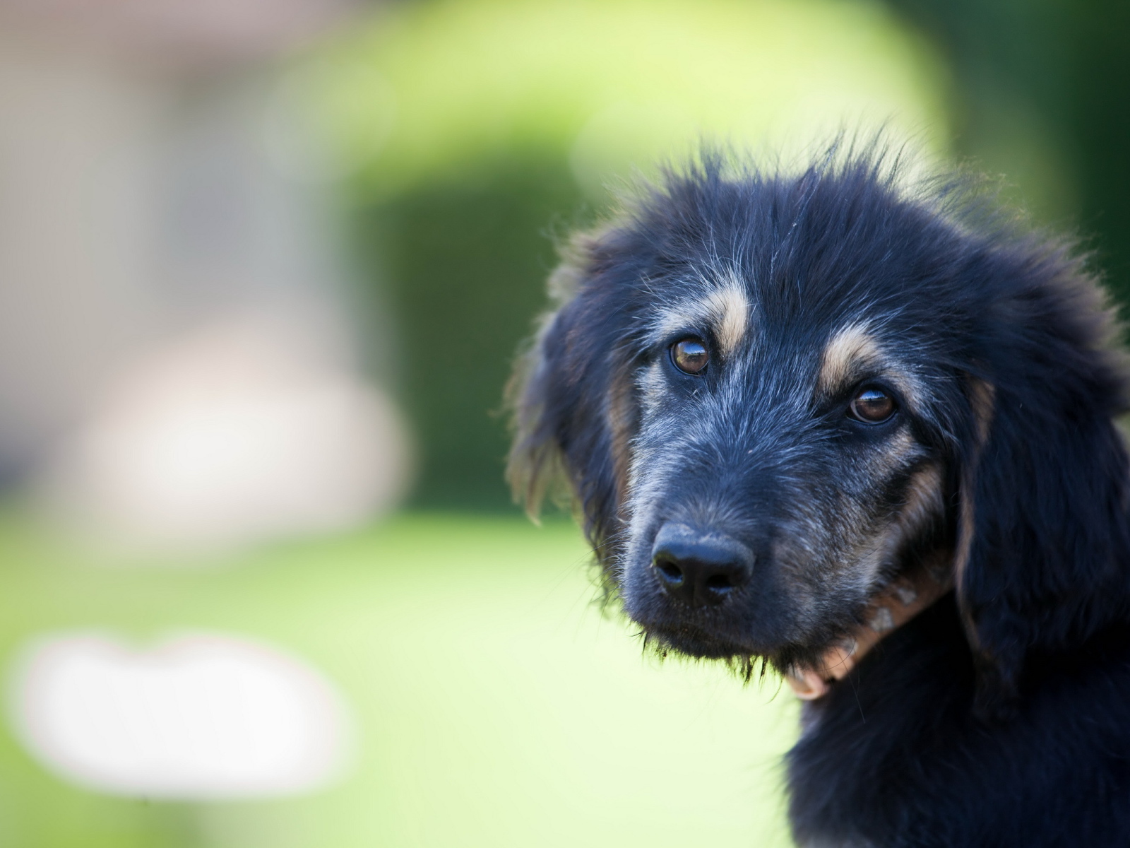 Красивый черный щенок