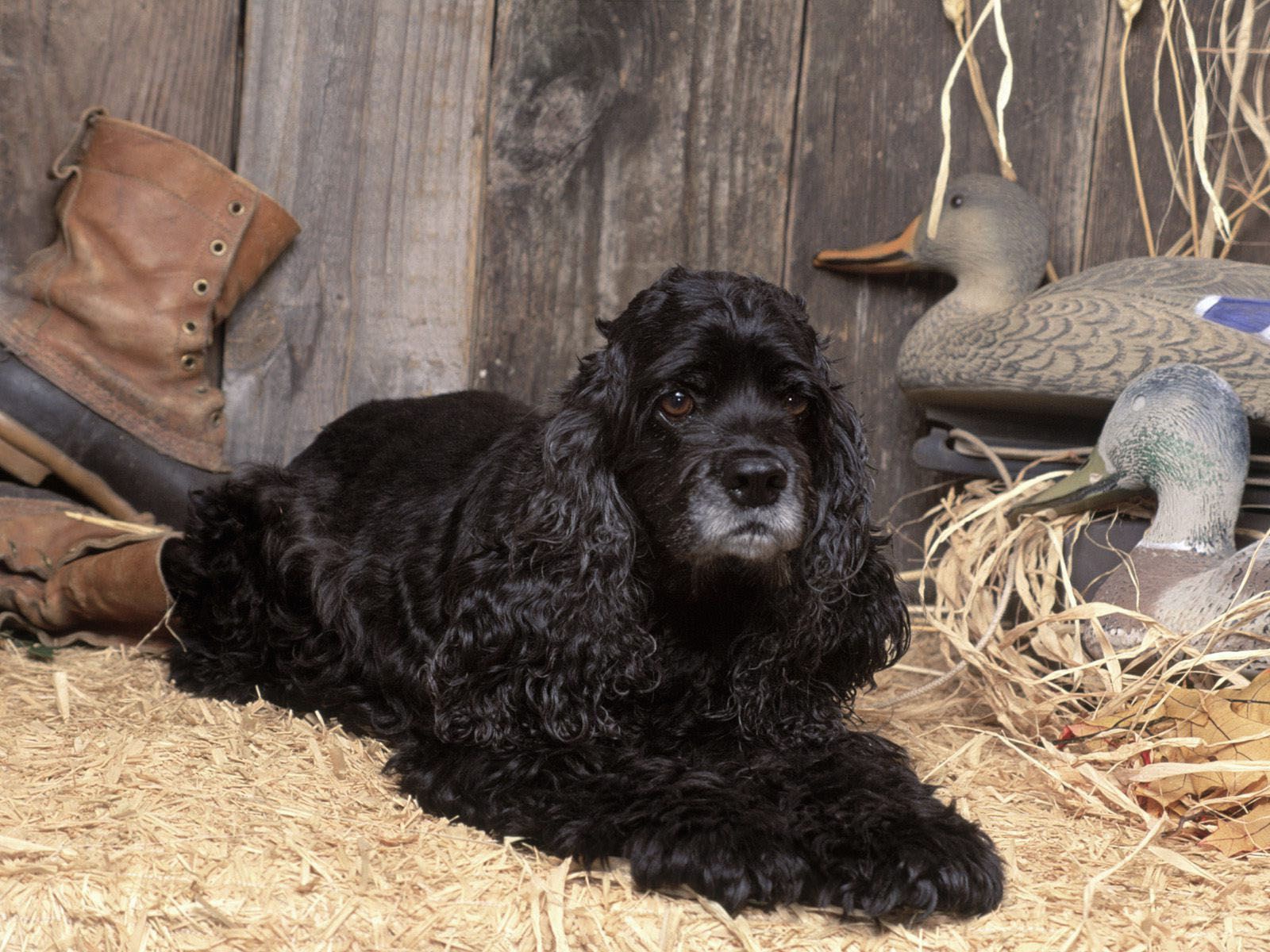 Охотничий спаниель в сарае