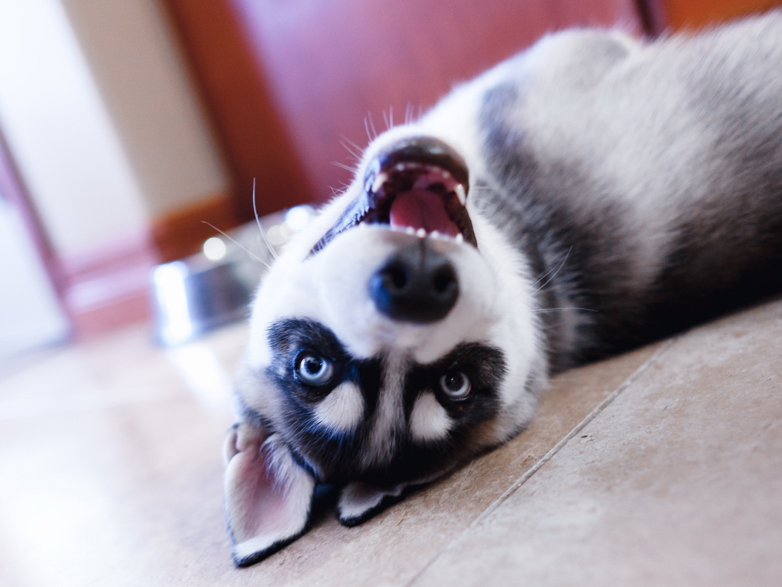 Хаски лежит на полу