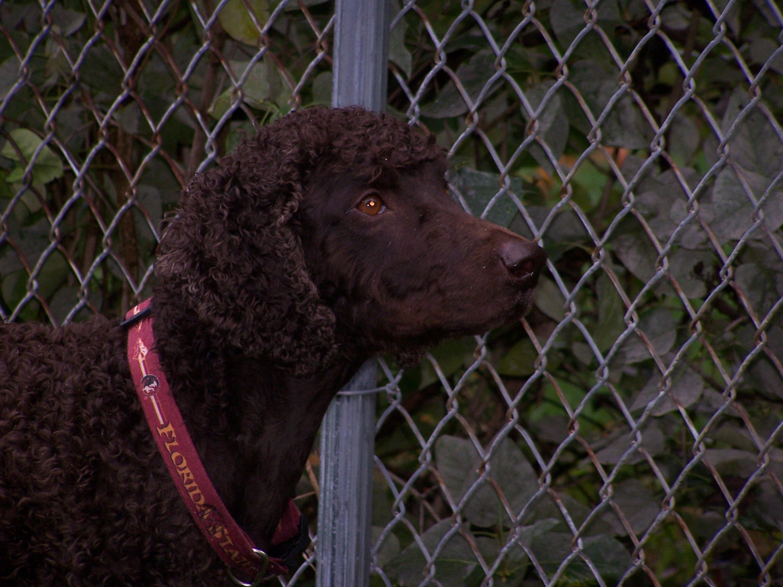 Ирландский водяной спаниель у забора
