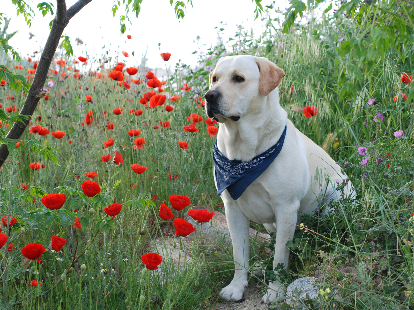 Лабрадор среди цветов
